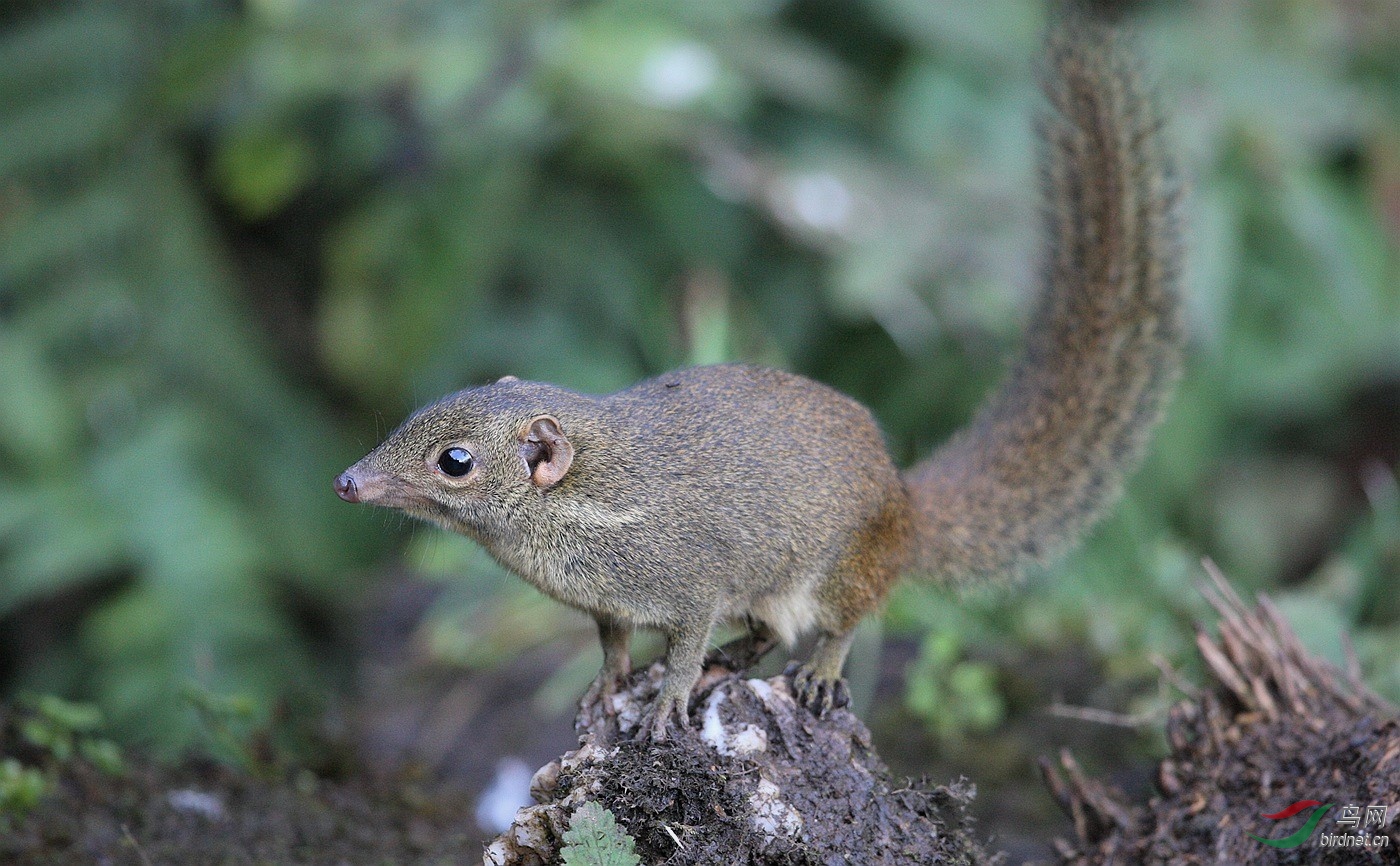 灵长类的祖先树鼩