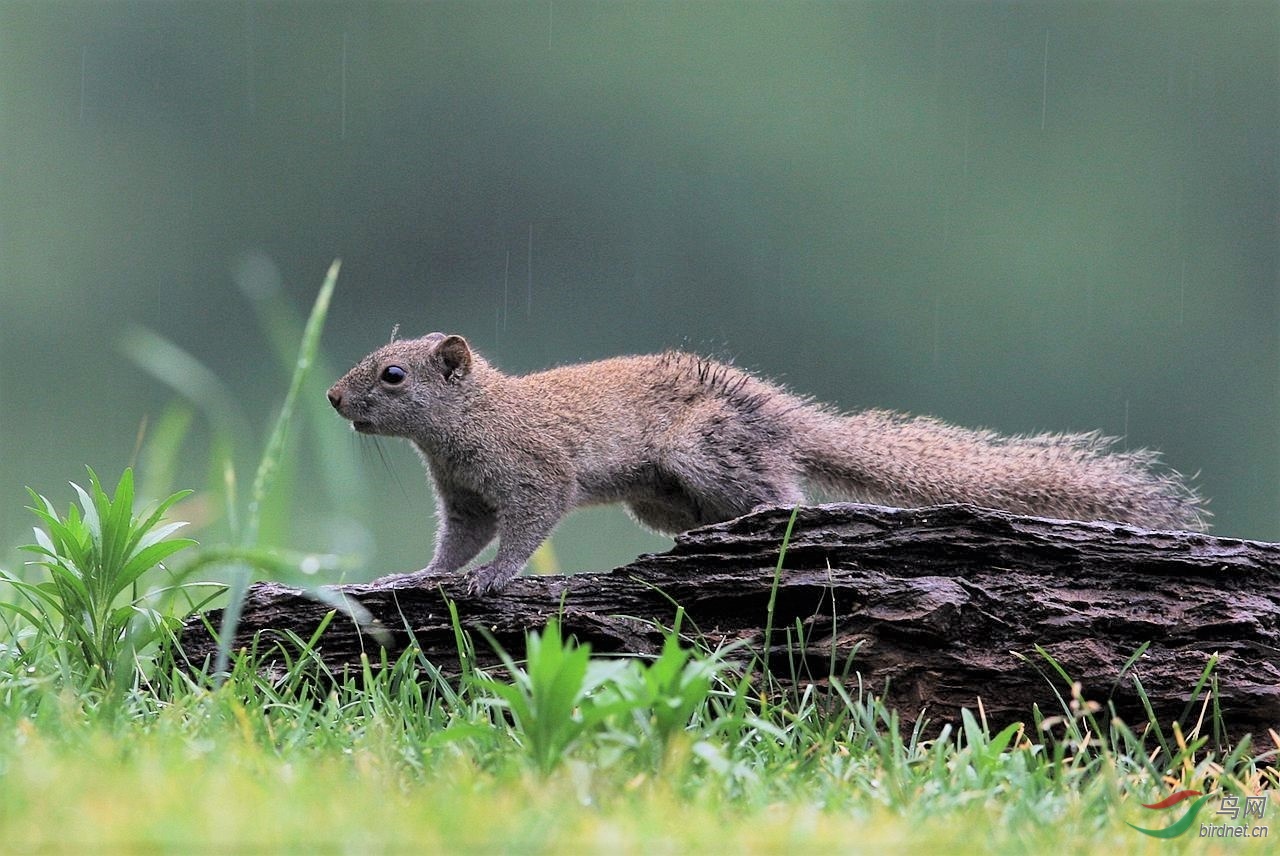 灵长类的祖先树鼩
