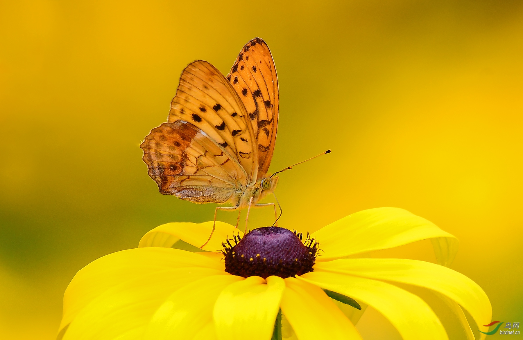 银豹蛱蝶祝贺荣获动物精华