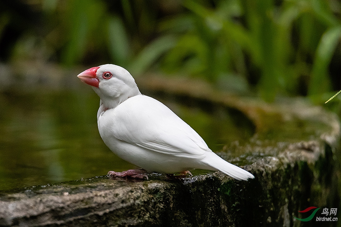 纯白色长尾巴的鸟图片
