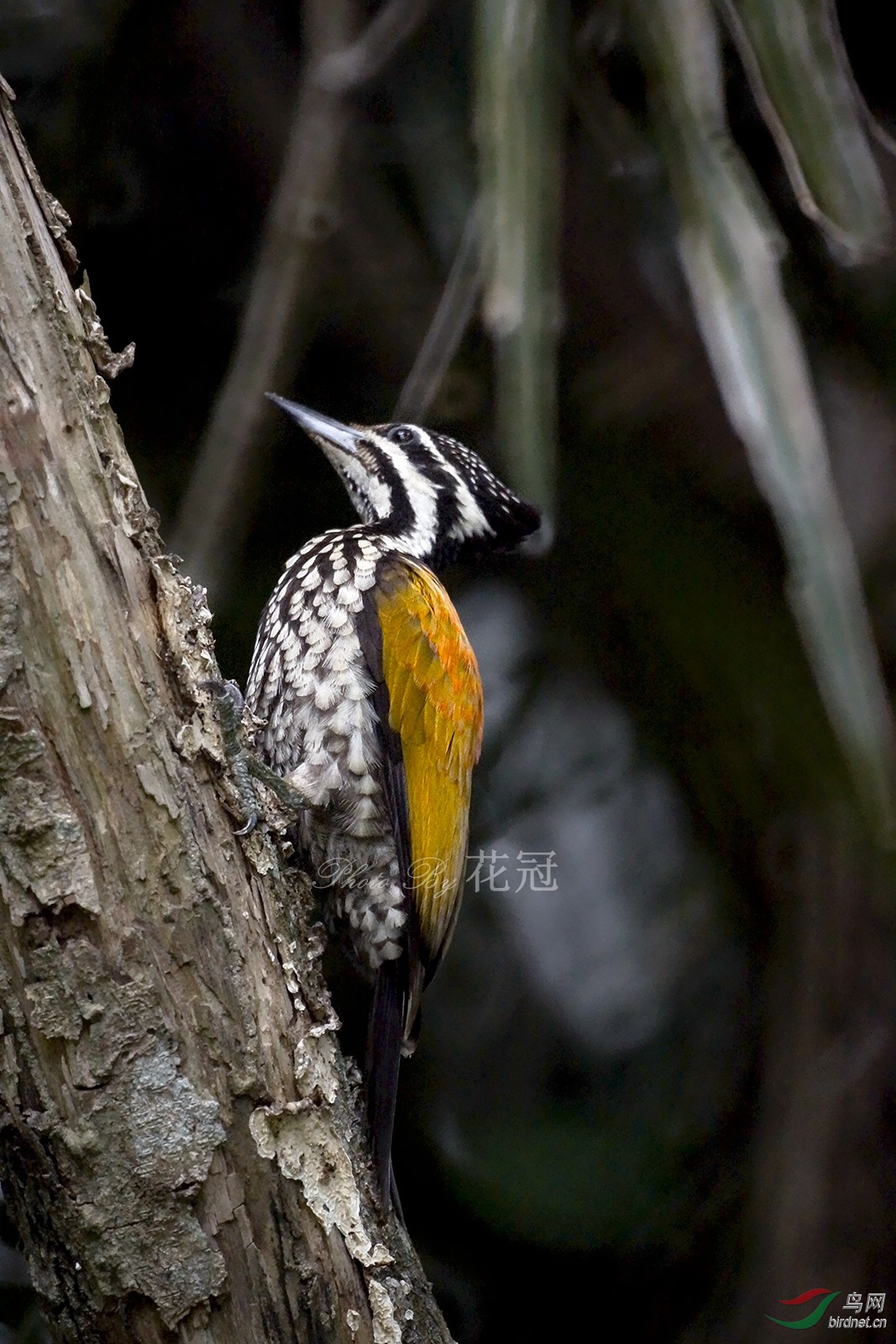 金背三趾啄木鸟common flameback (dinopium javanense)