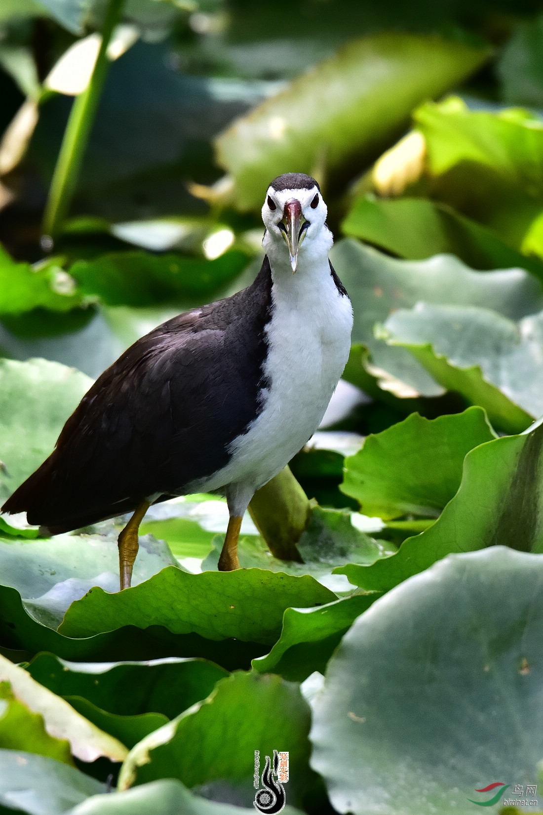 DSC_6498.JPG