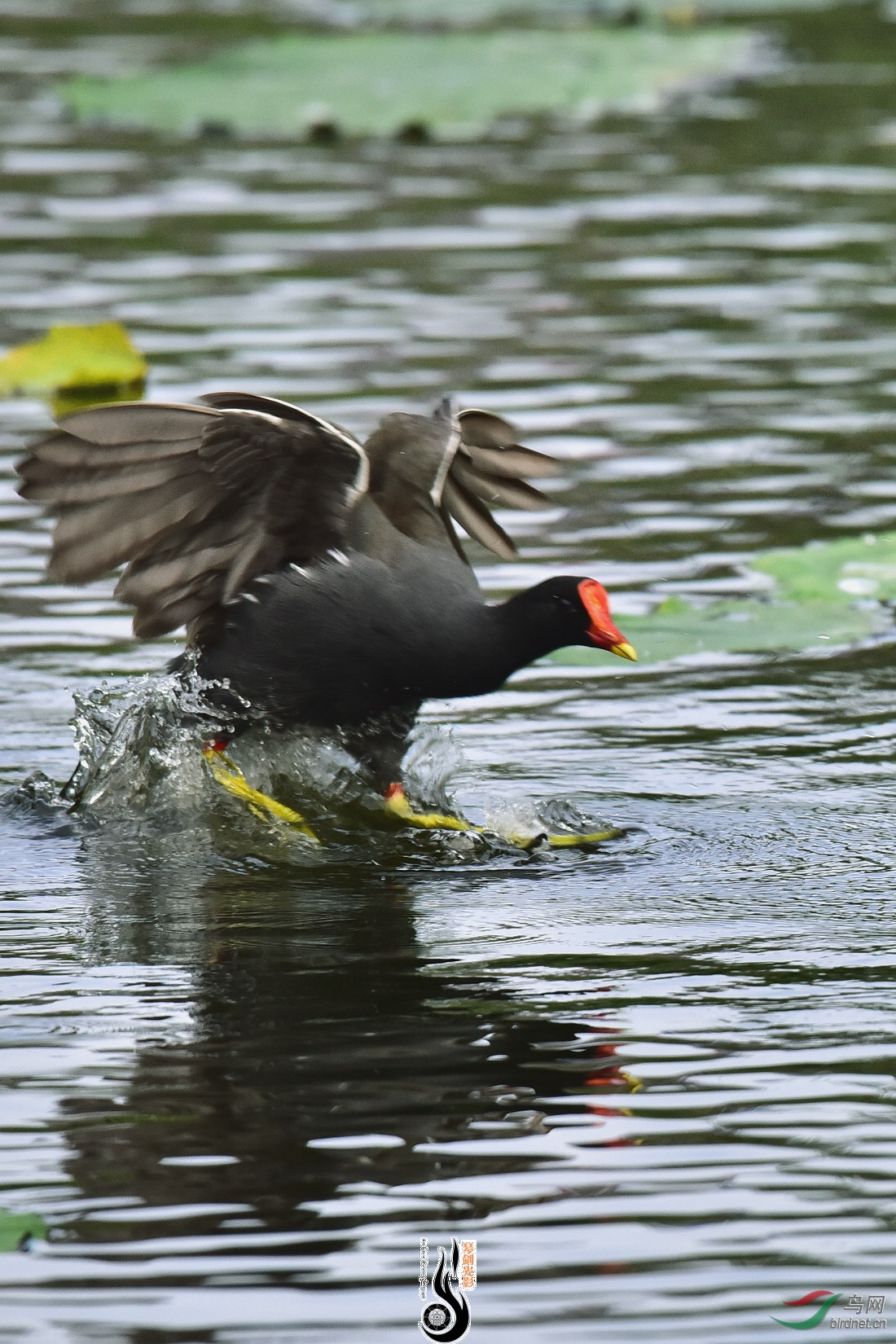 DSC_6681.JPG