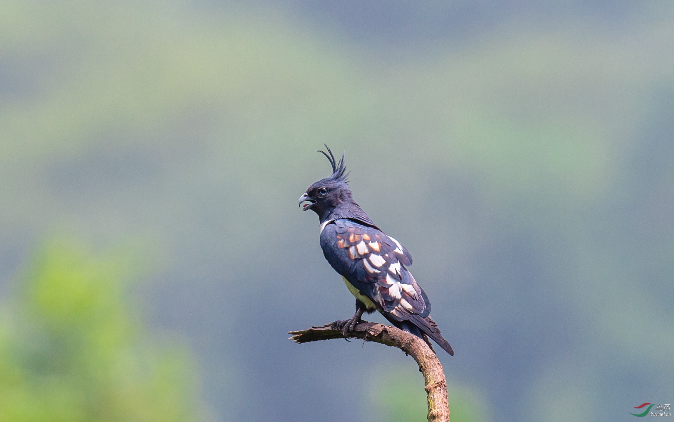 一左一右(黑冠鹃隼)