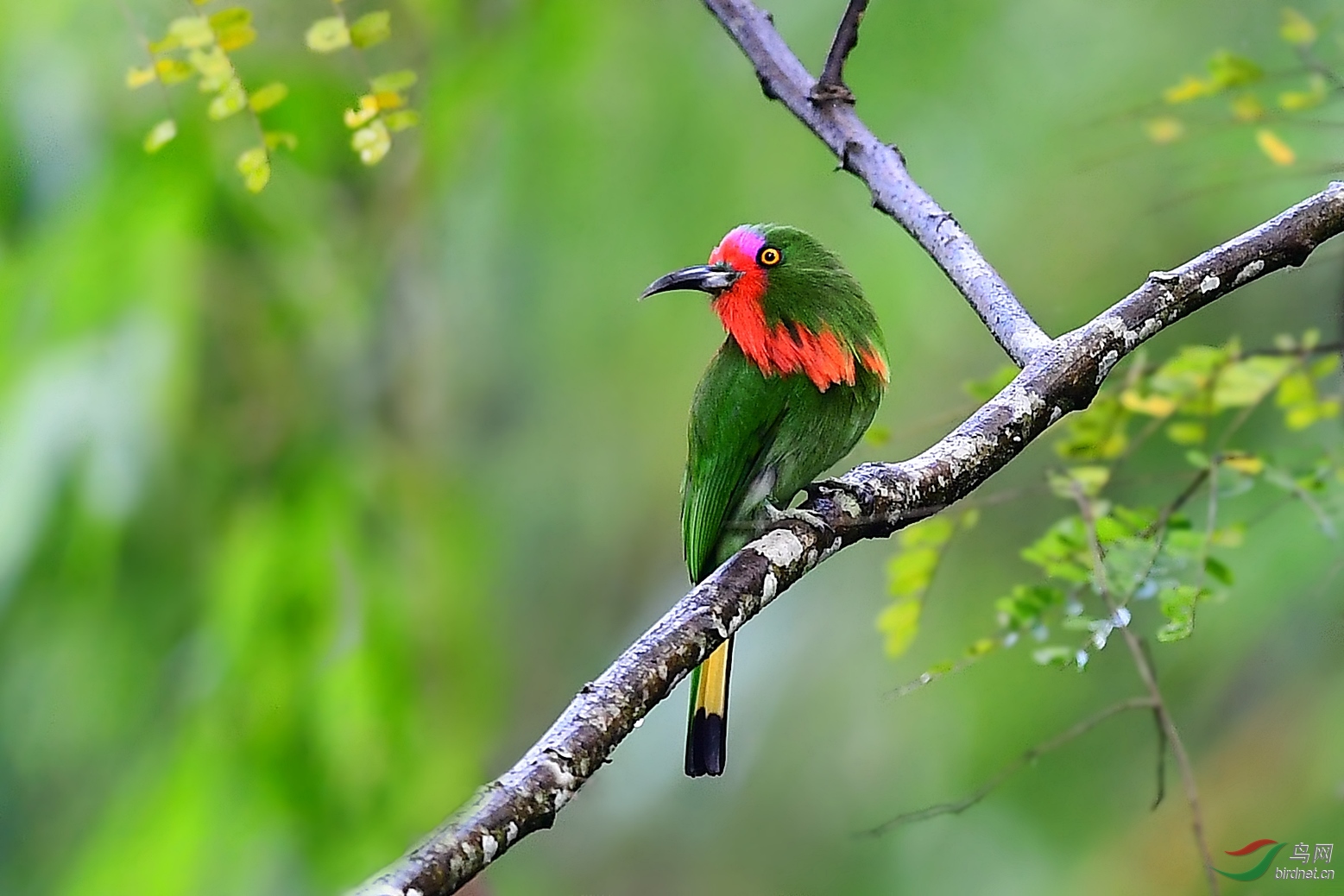 赤须夜蜂虎(恭贺荣获首页鸟类精华)
