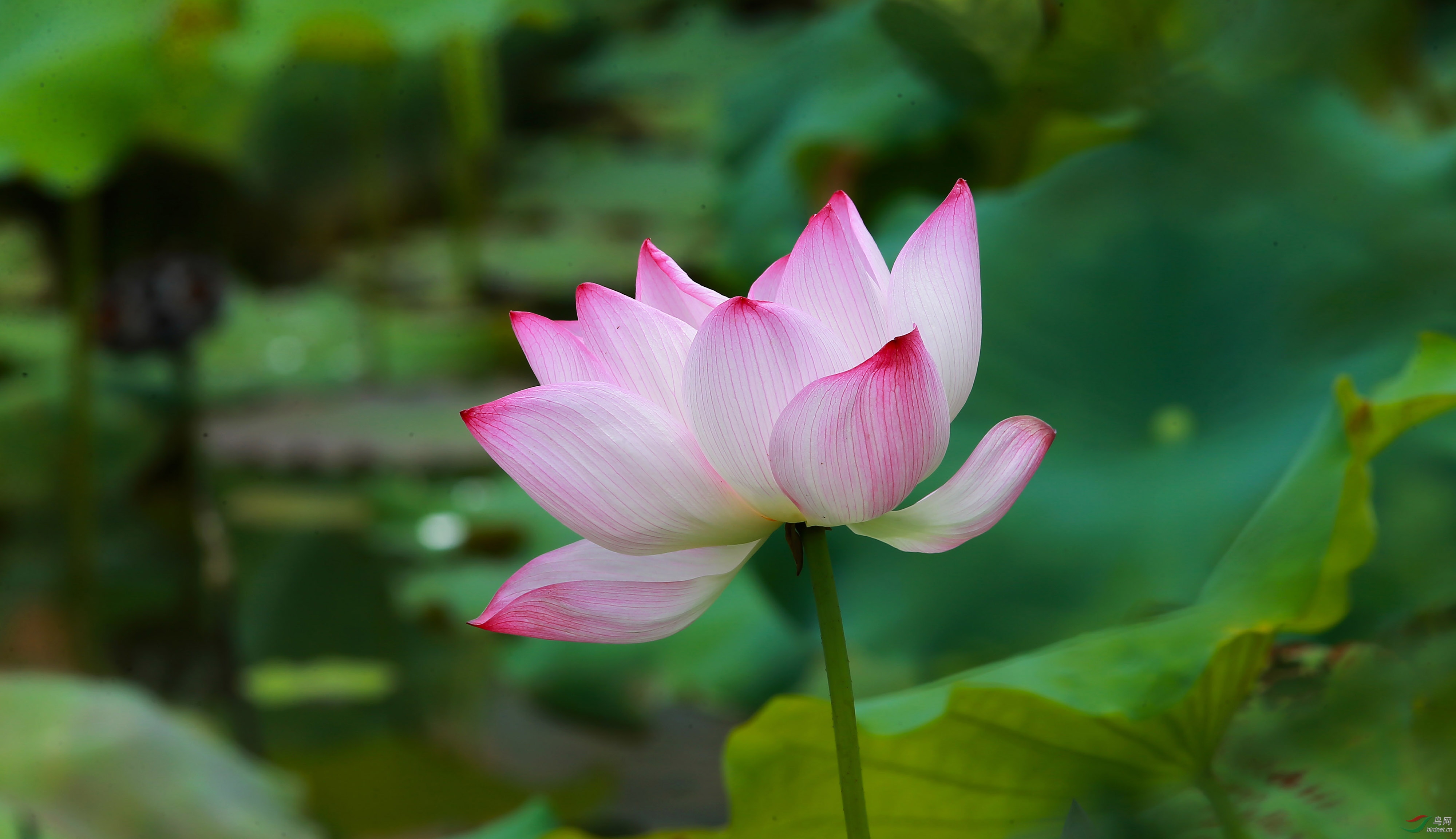 荷花(三)