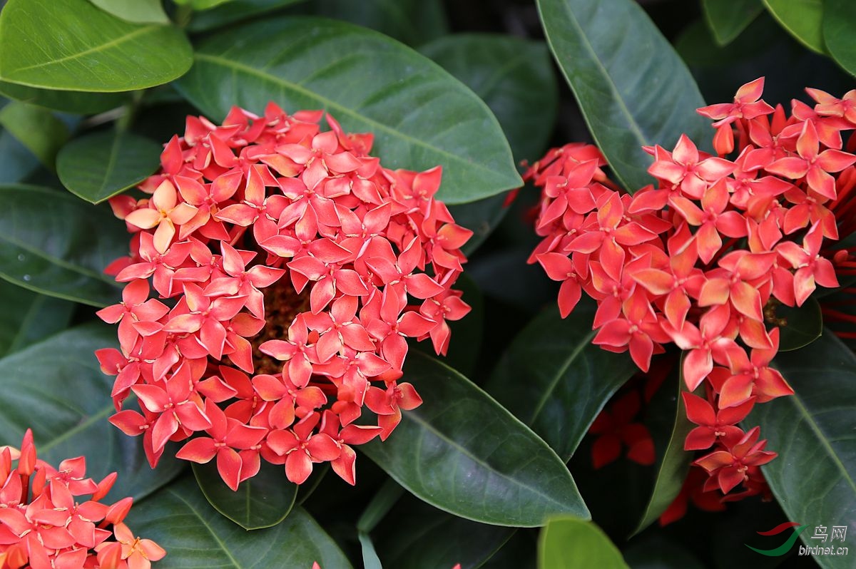 龙船花为什么不吉利(龙船花好养吗,一年开几次花)