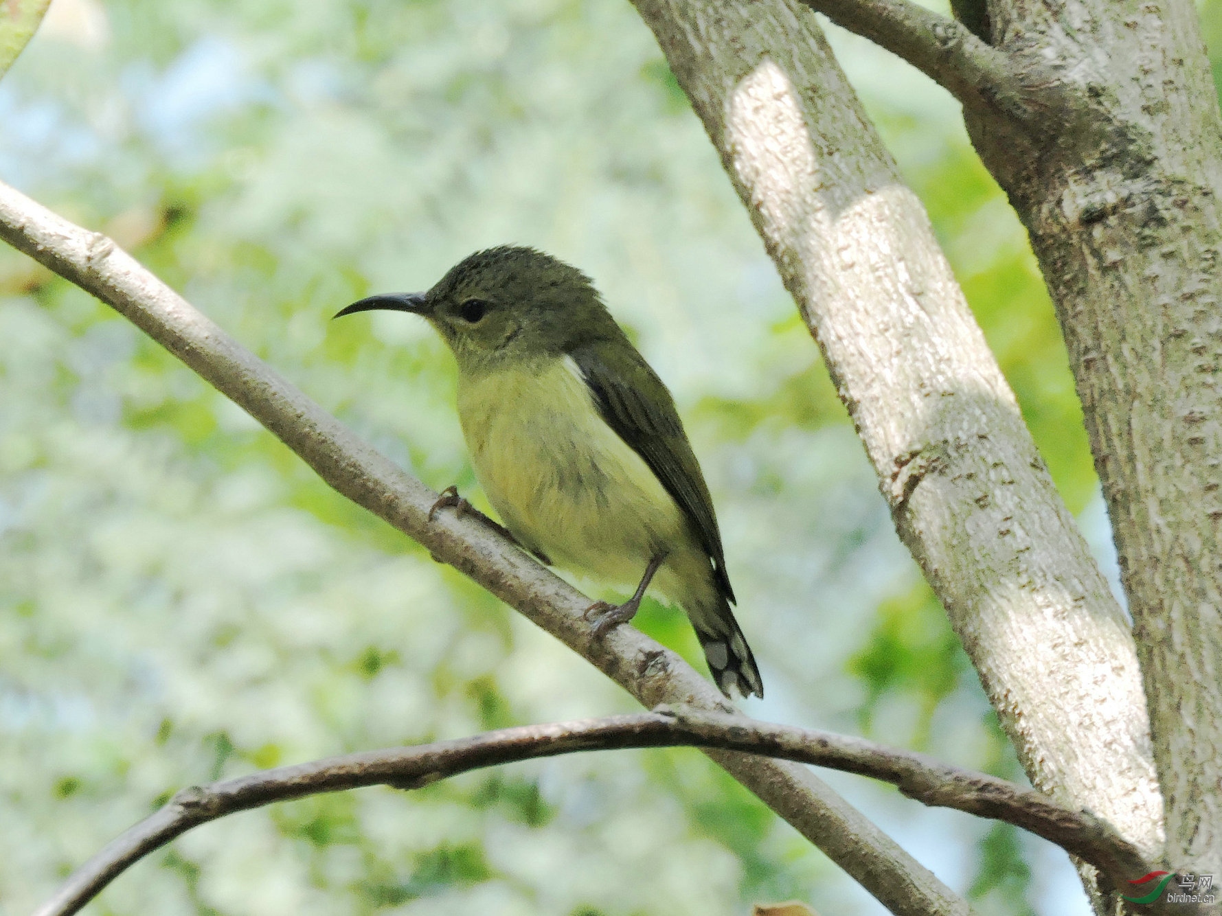 使用尼康p600傻瓜数码相机