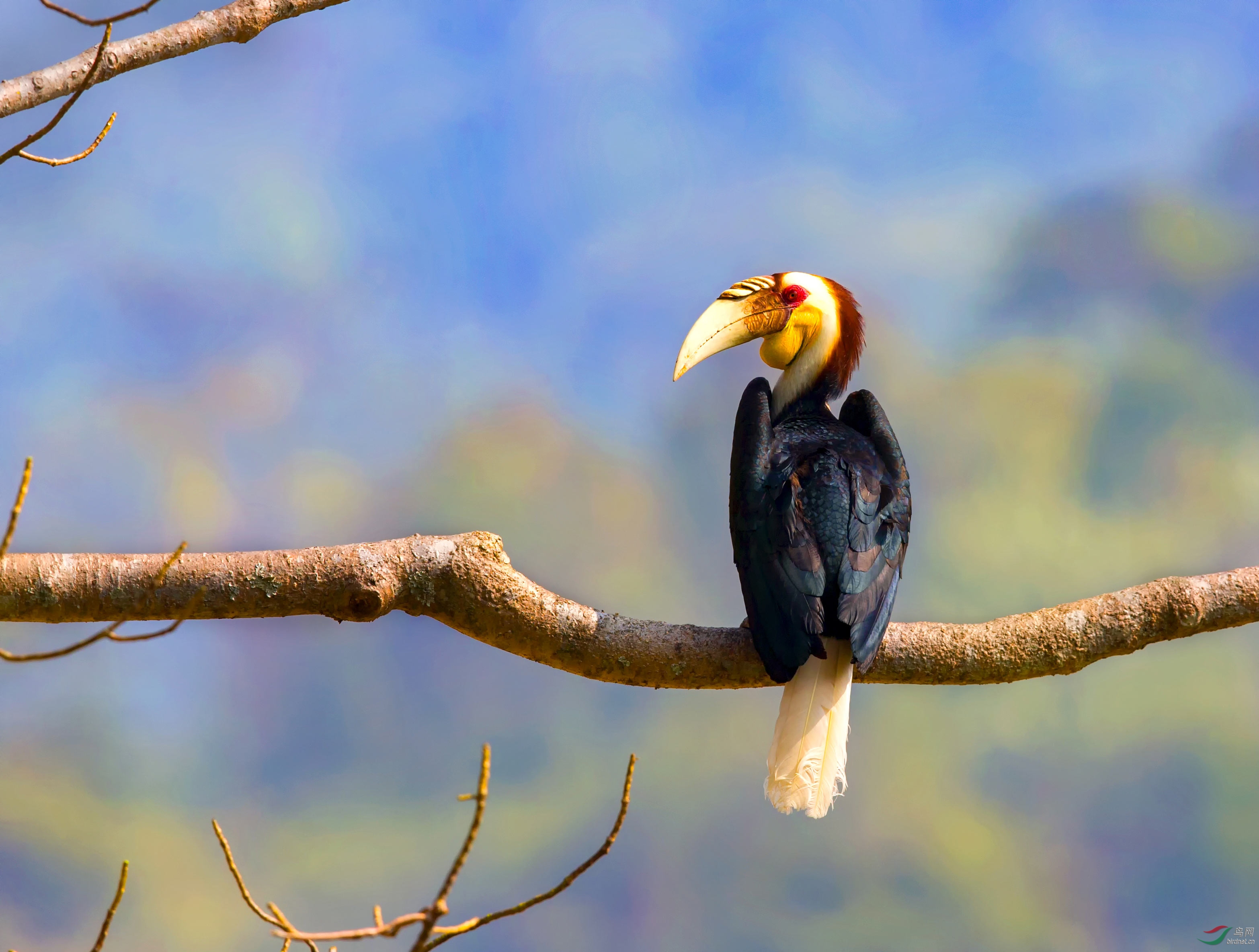 花冠皱盔犀鸟新周愉快祝贺荣获首页鸟类精华