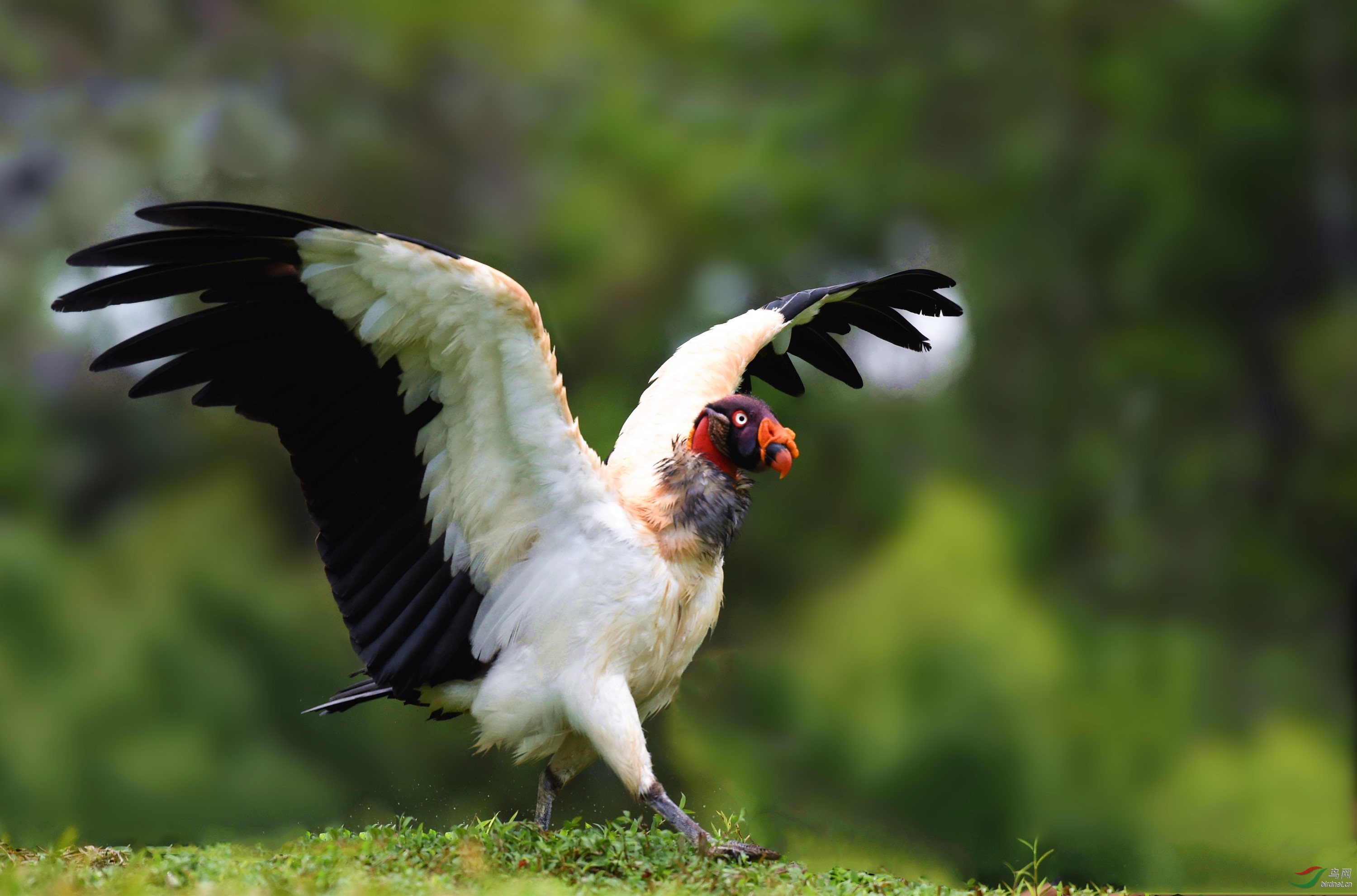 【王鹫】