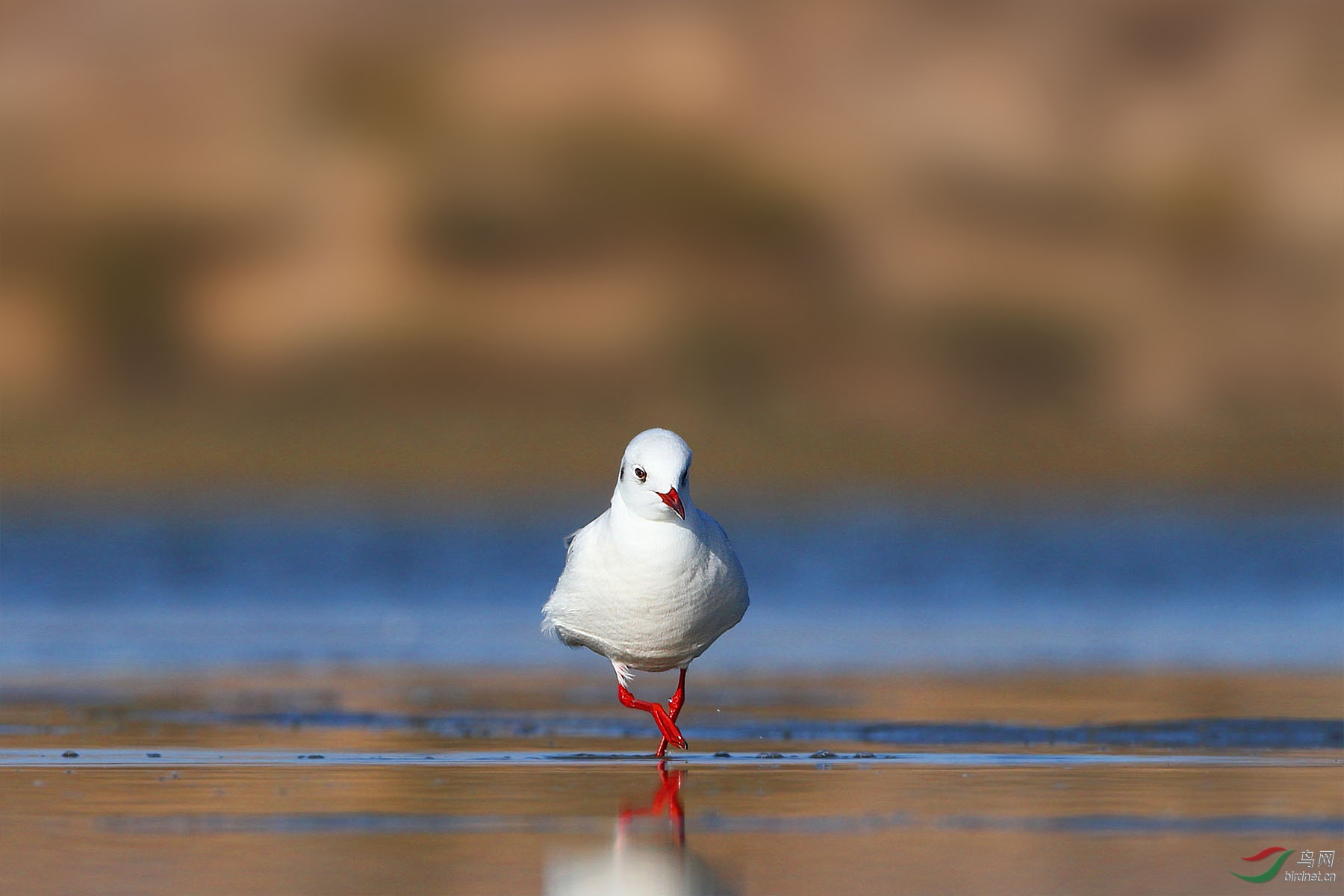 平拍红嘴鸥
