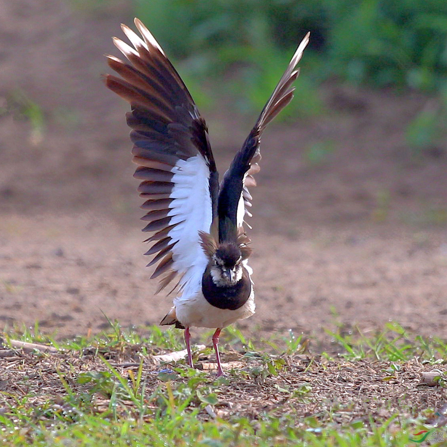 晨练的凤头麦鸡