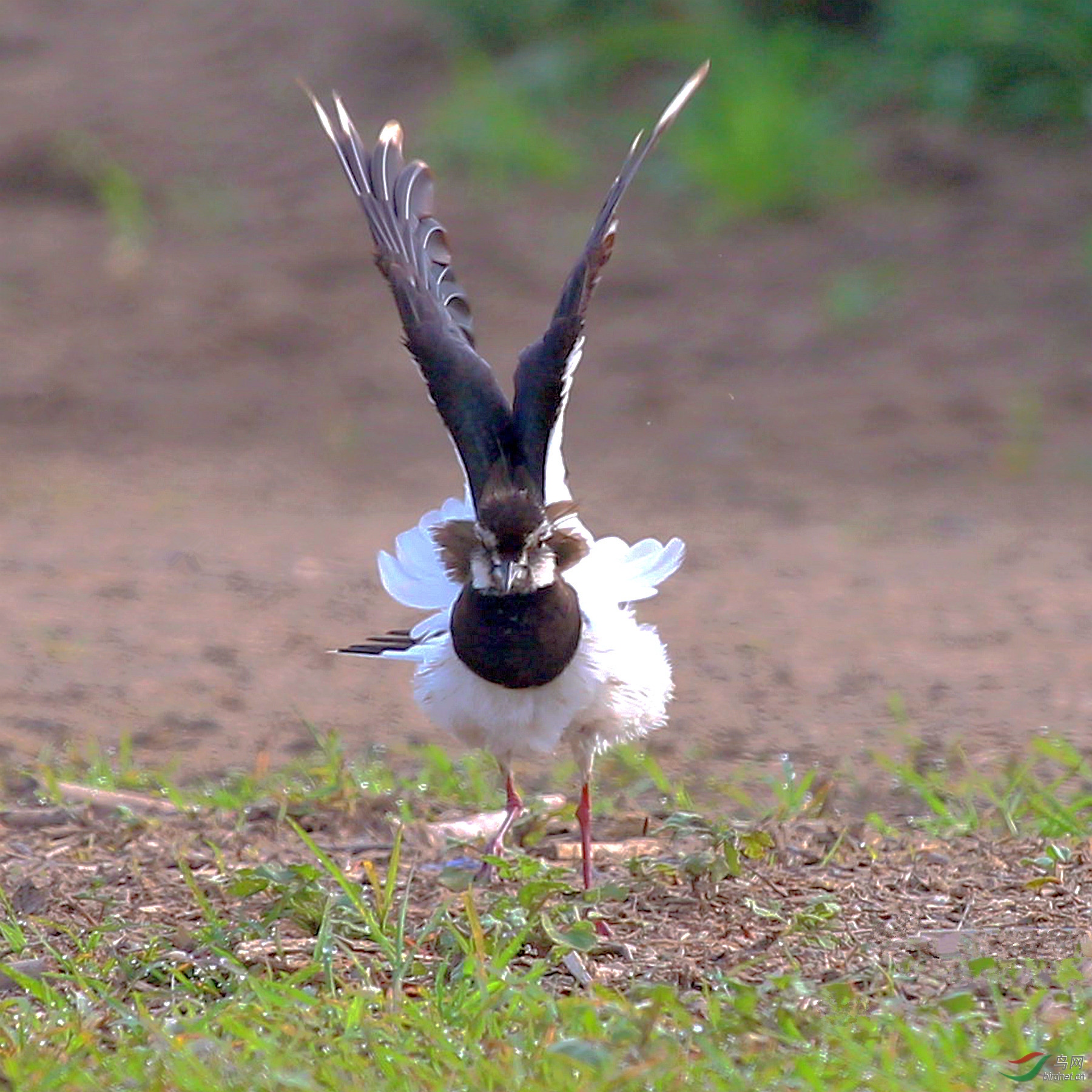 晨练的凤头麦鸡