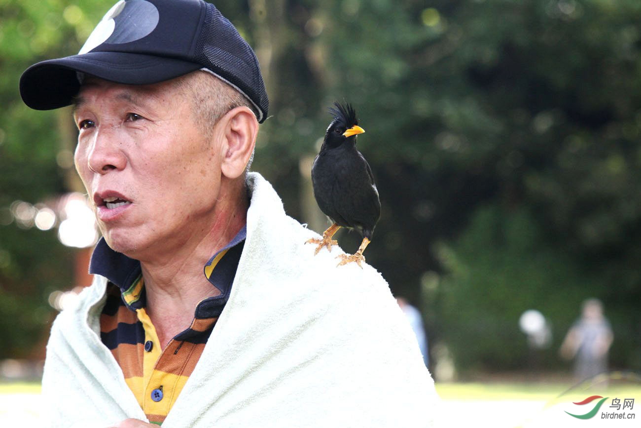 训鸟人