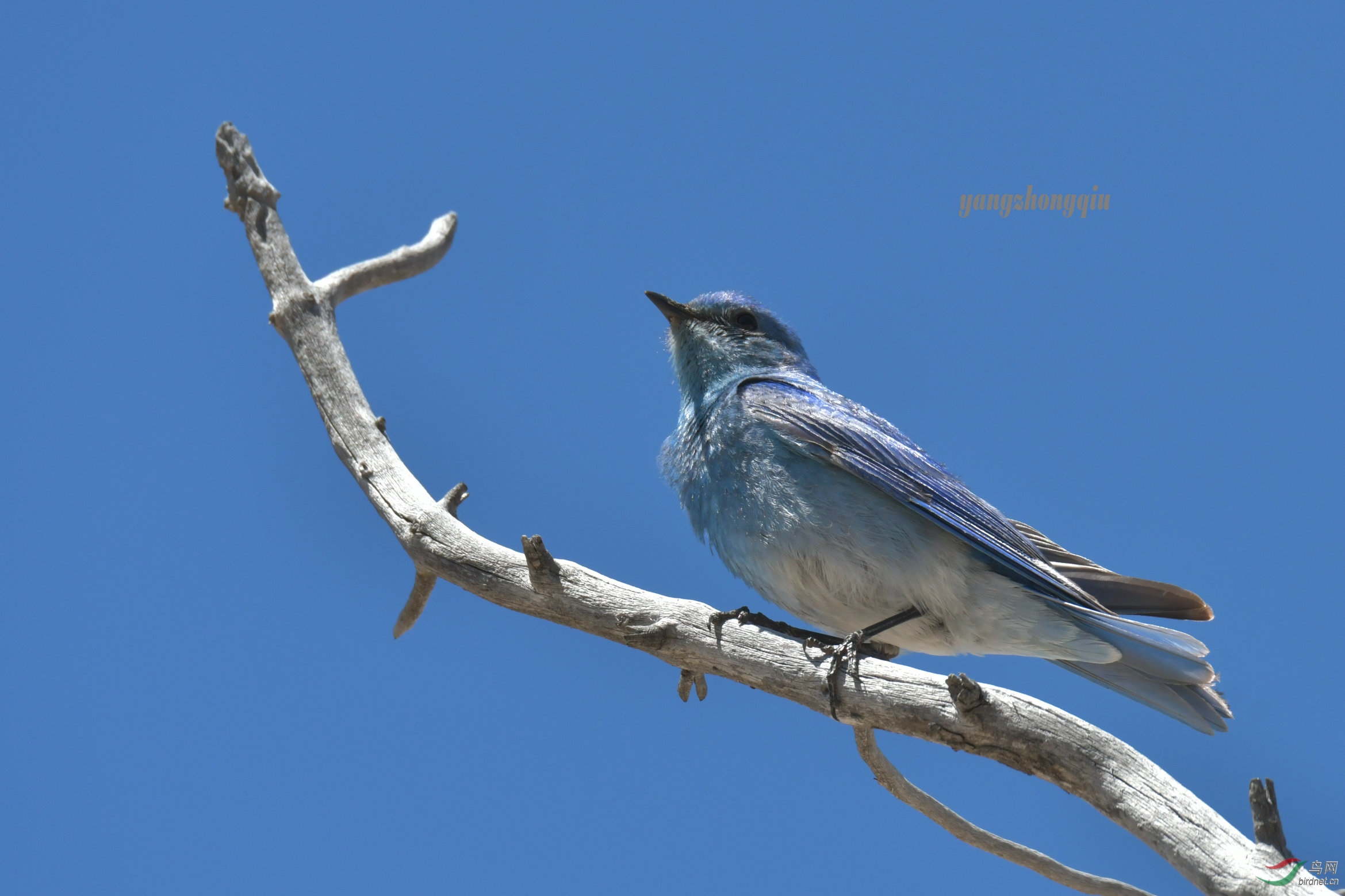 黄石公园的"调色盘"很美,有了这只蓝色的鸟儿让我感到真是锦上添花.