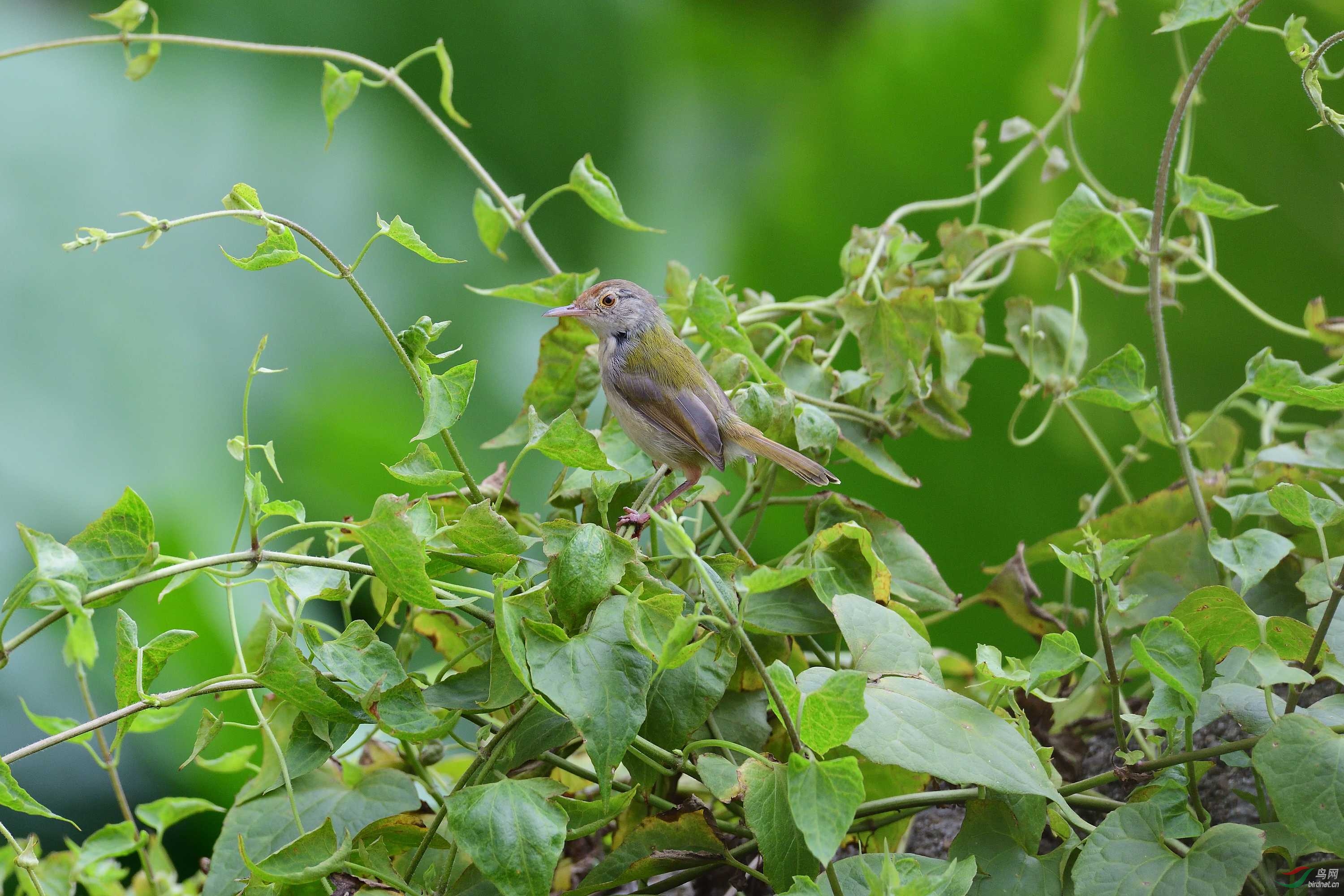尼康80-400,200-500随拍