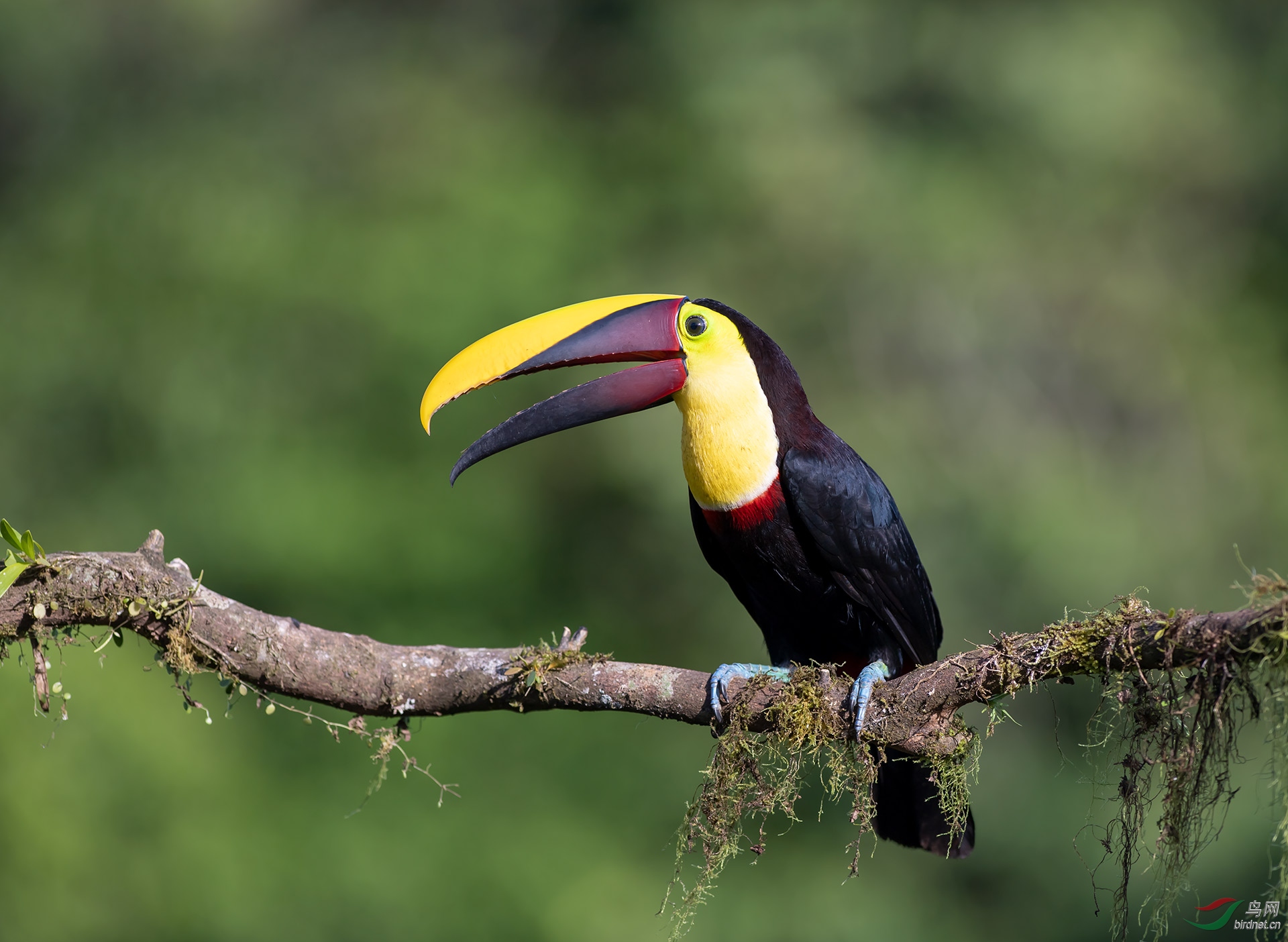 黑嘴巨嘴鸟-祝贺vip版开板