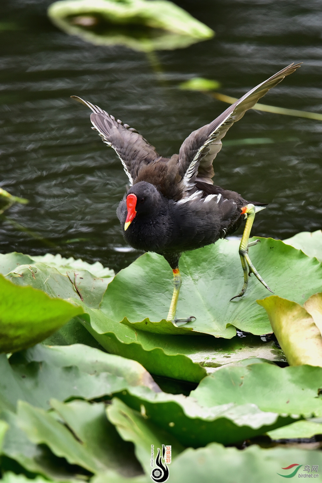 DSC_6948.JPG