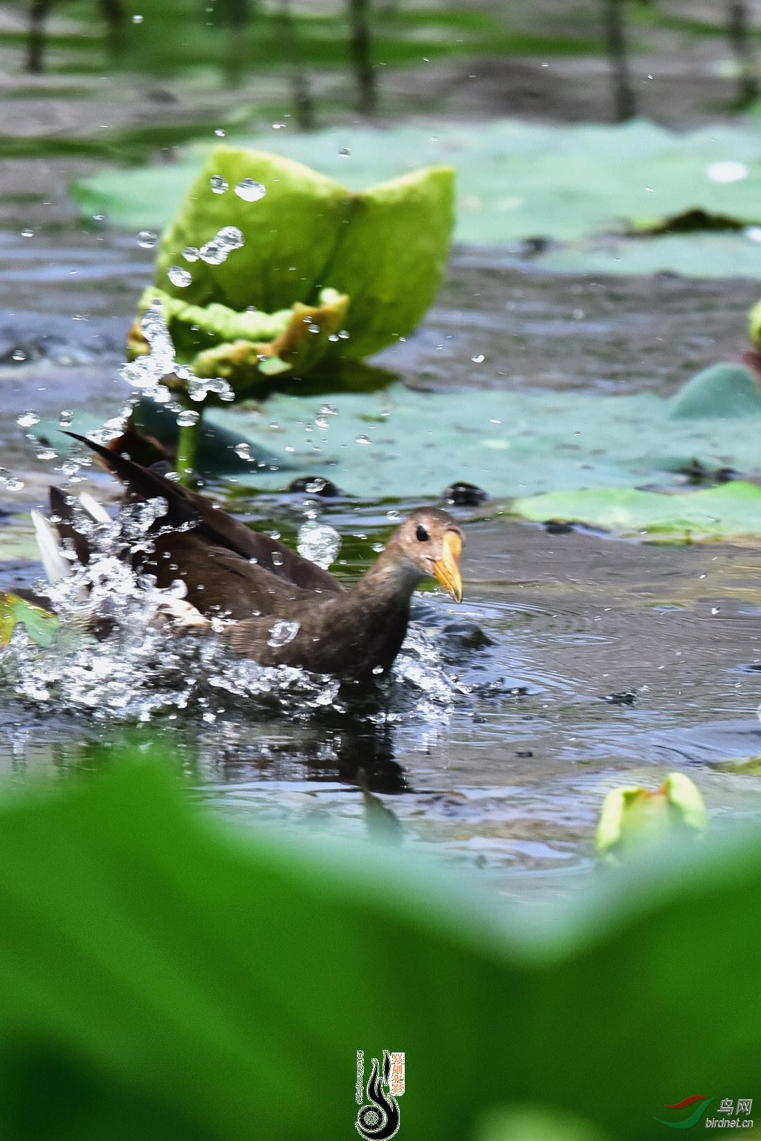 DSC_7053.JPG