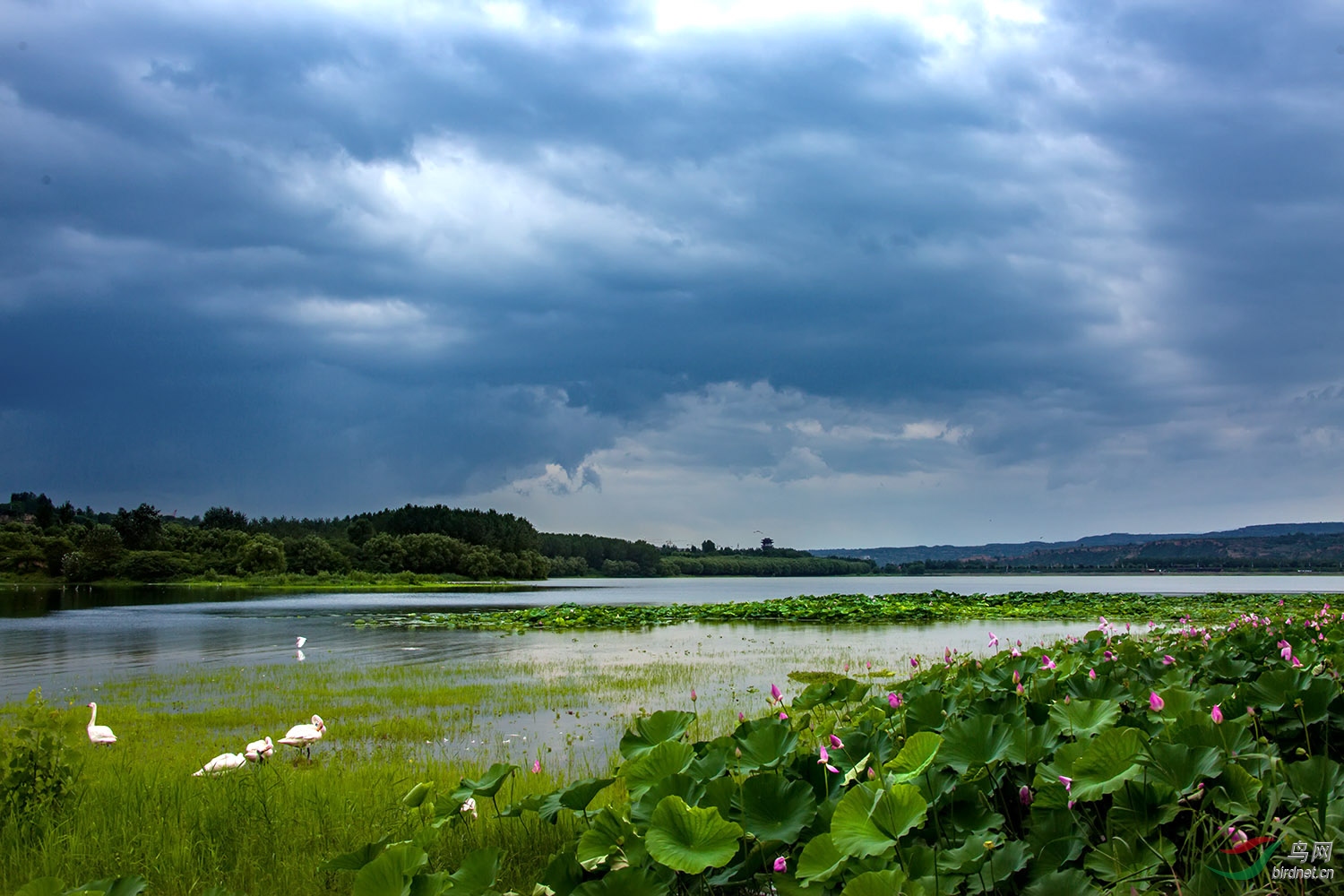 天鹅湖