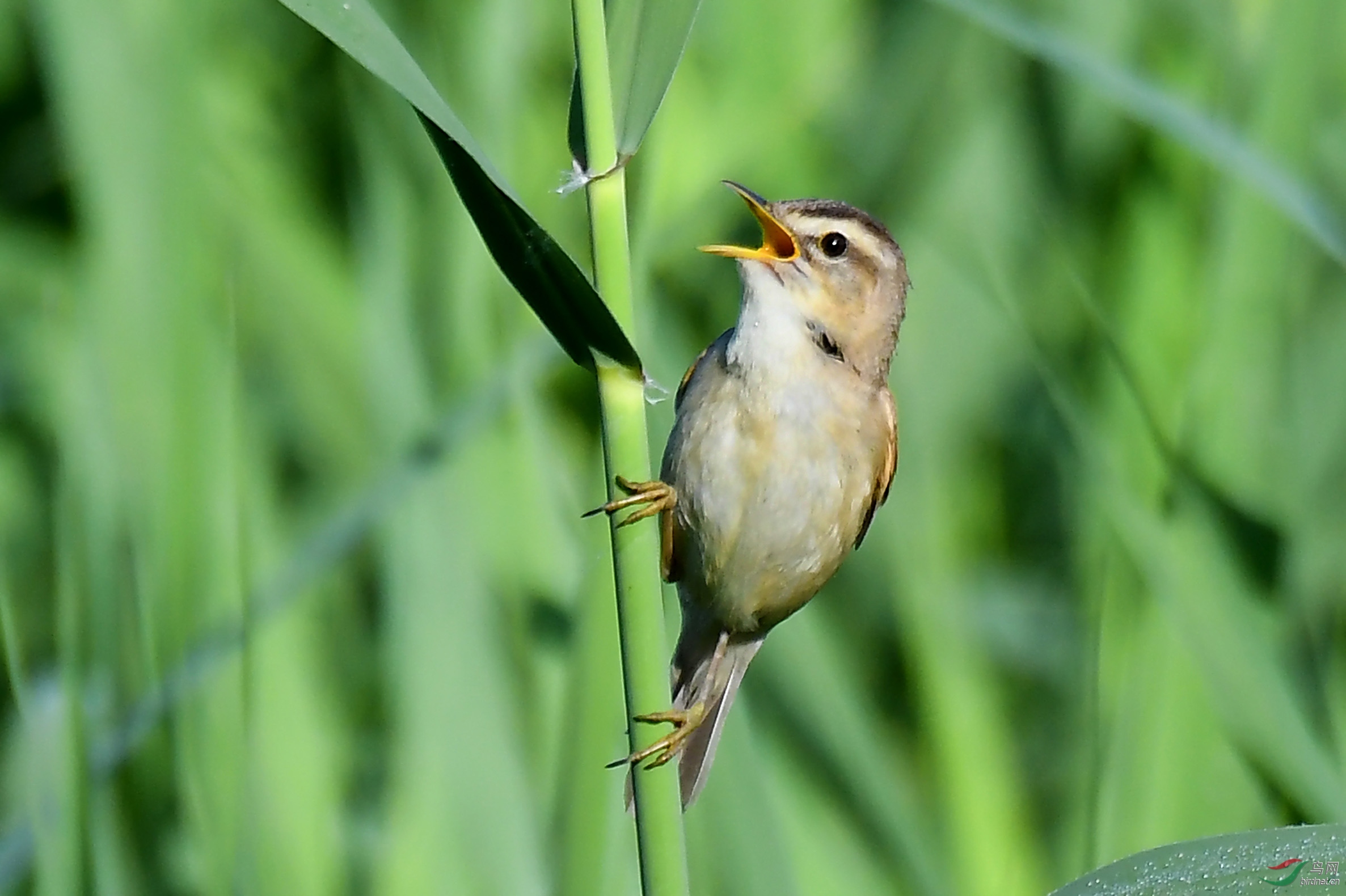 夏日里的黑眉苇莺