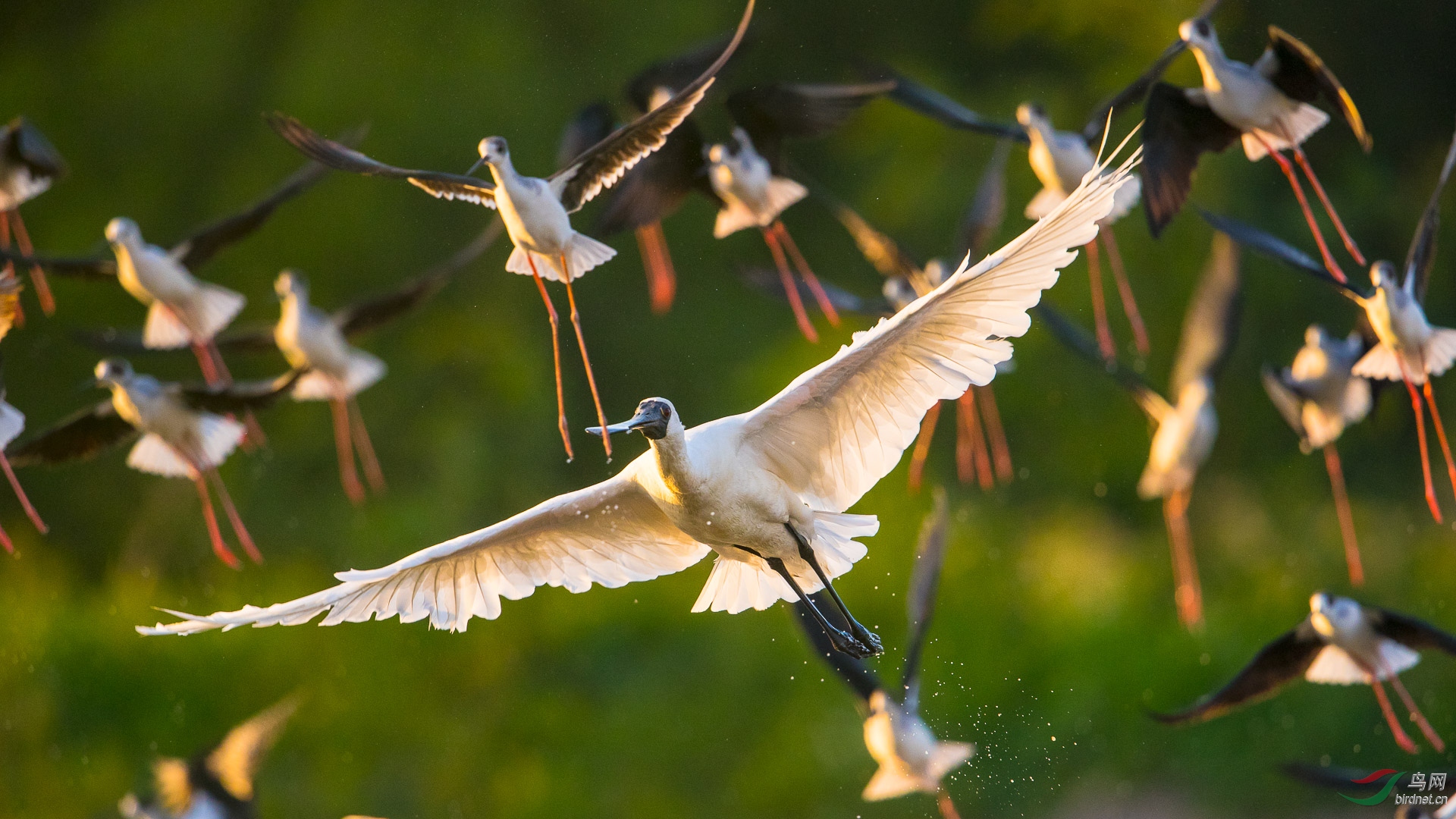 展翅飞翔——黑脸琵鹭