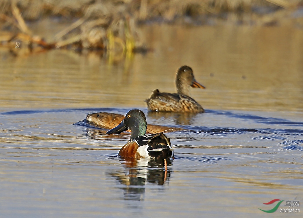 i6w2387琵嘴鸭与河狸.jpg