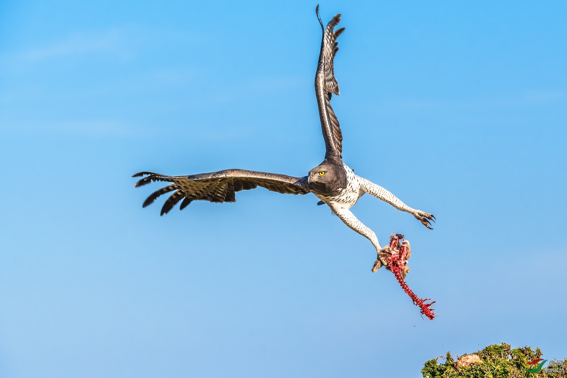 猛禽版2018年7月份荣获每日一图及首页精华作品集锦一