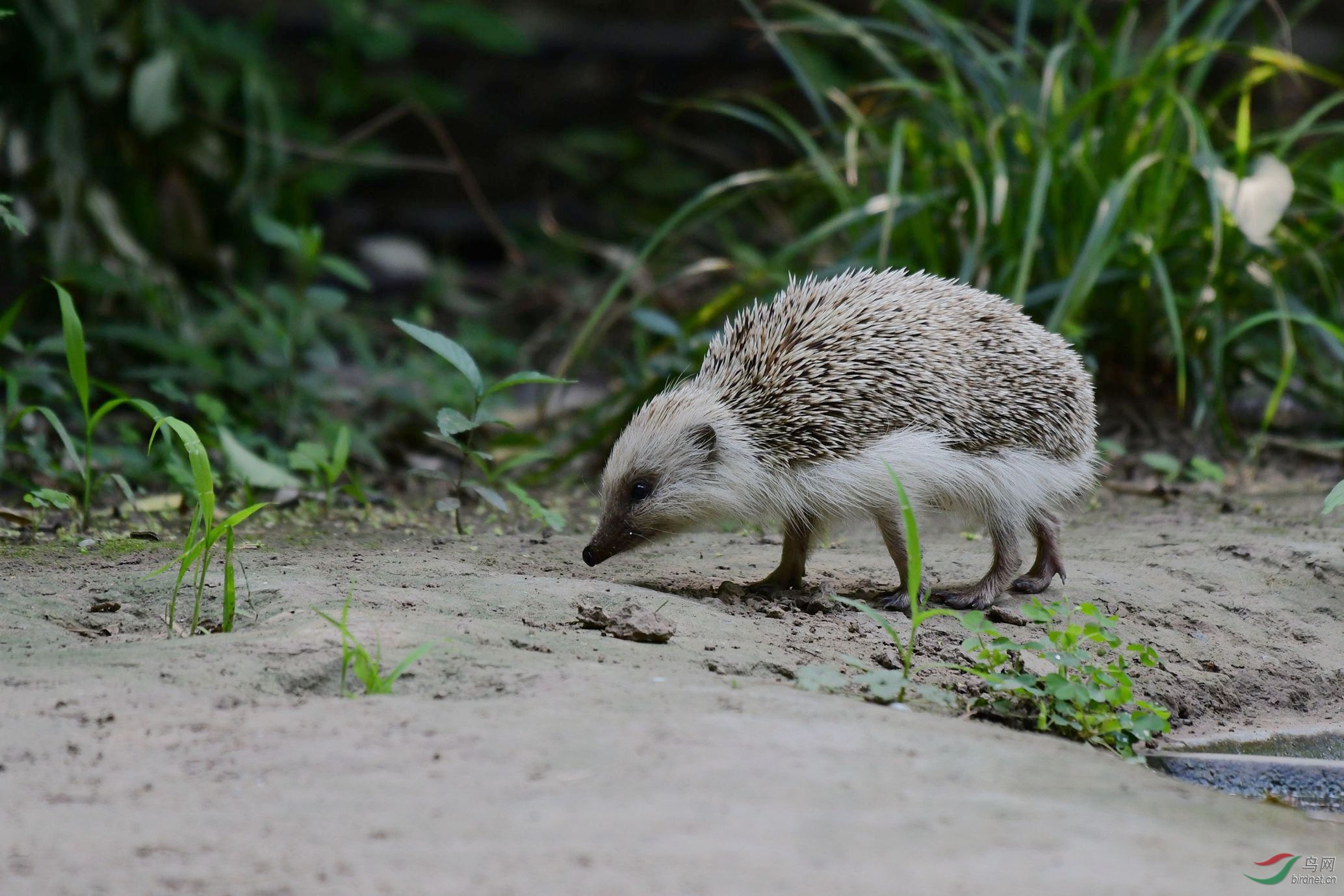 天坛公园的大仙白刺猬祝贺荣获首页动物精华