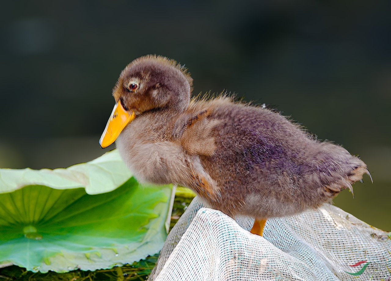 一组毛茸茸的小鸭子