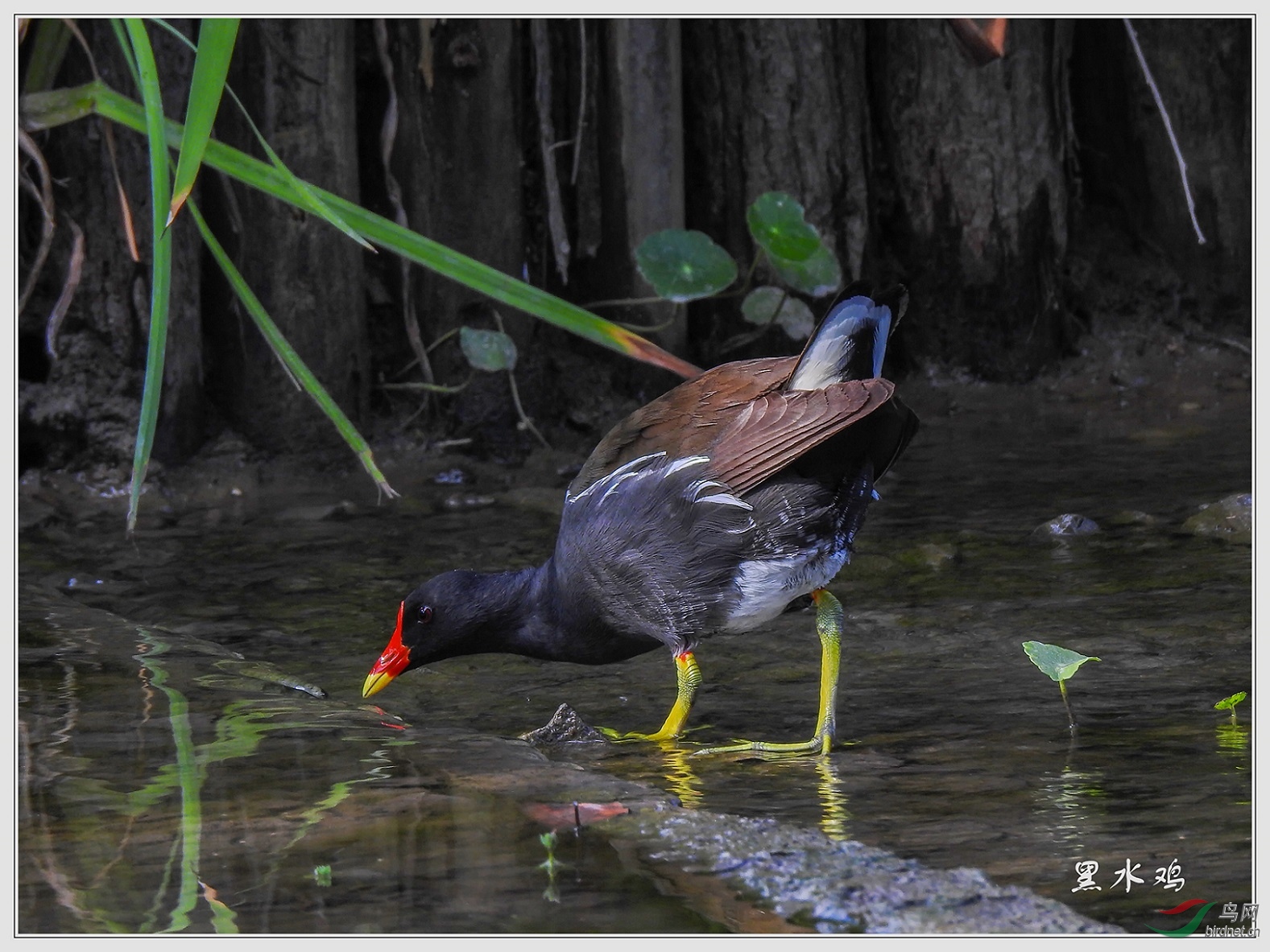 ��ˮ��8��