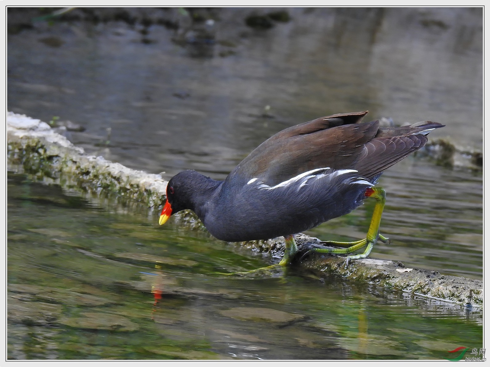 ������ֻ��