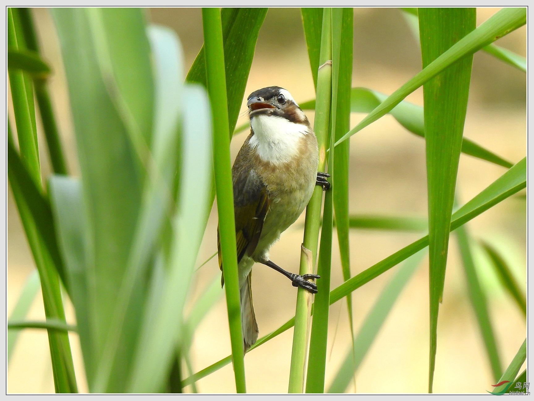 ��ֻ��ͷ��ϸ�����á�