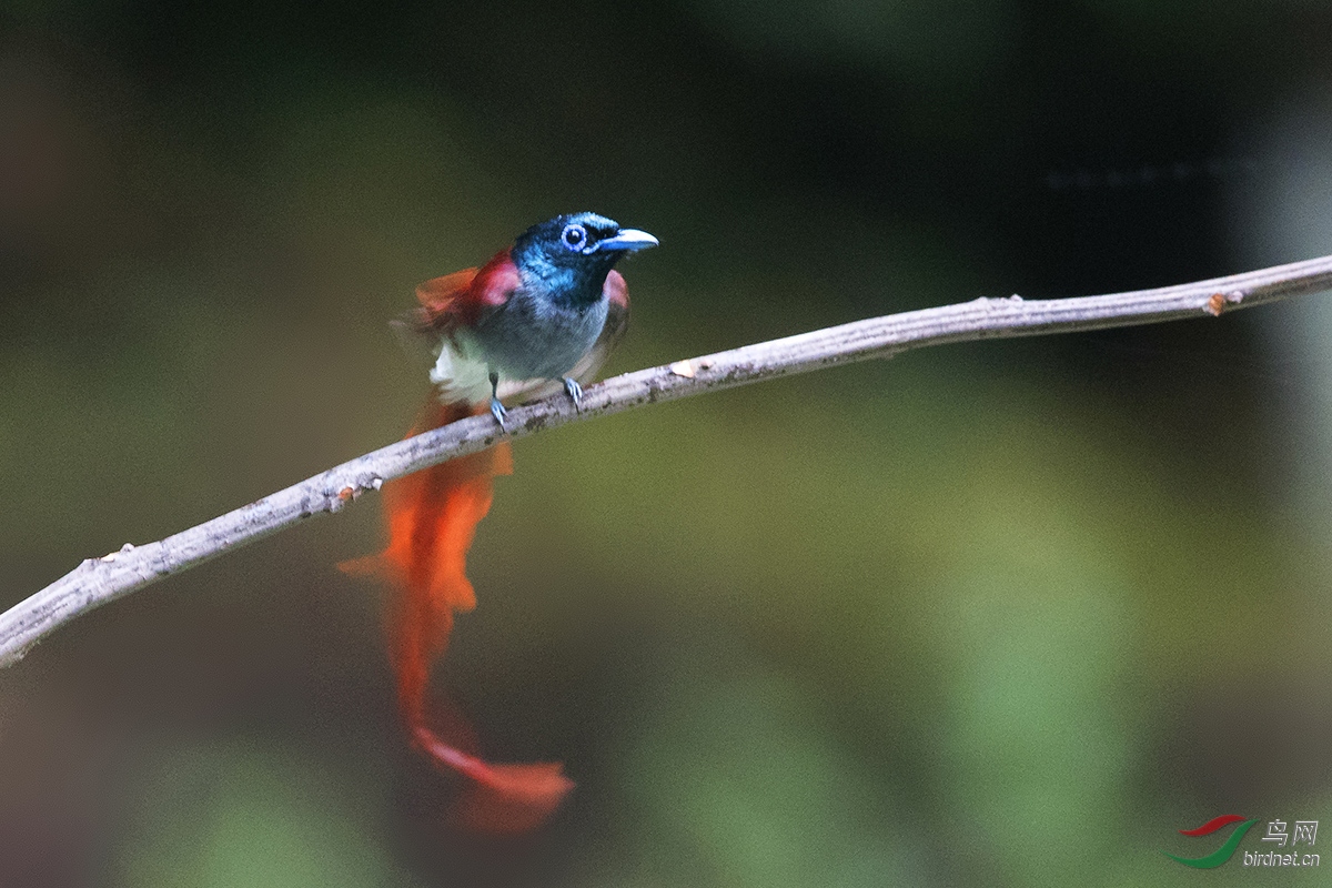 红岩村飞来一只土凤凰-寿带鸟