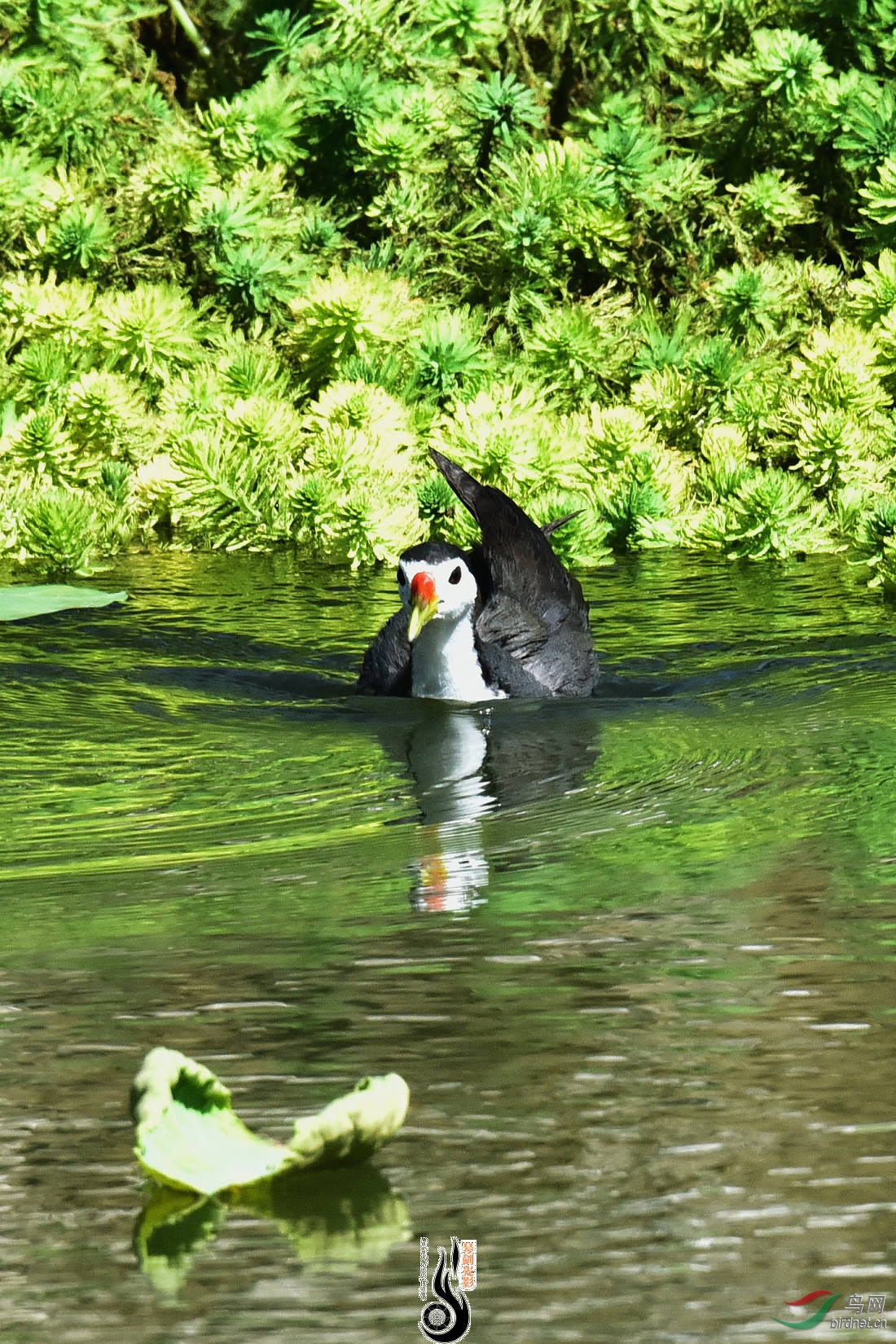DSC_7733.JPG