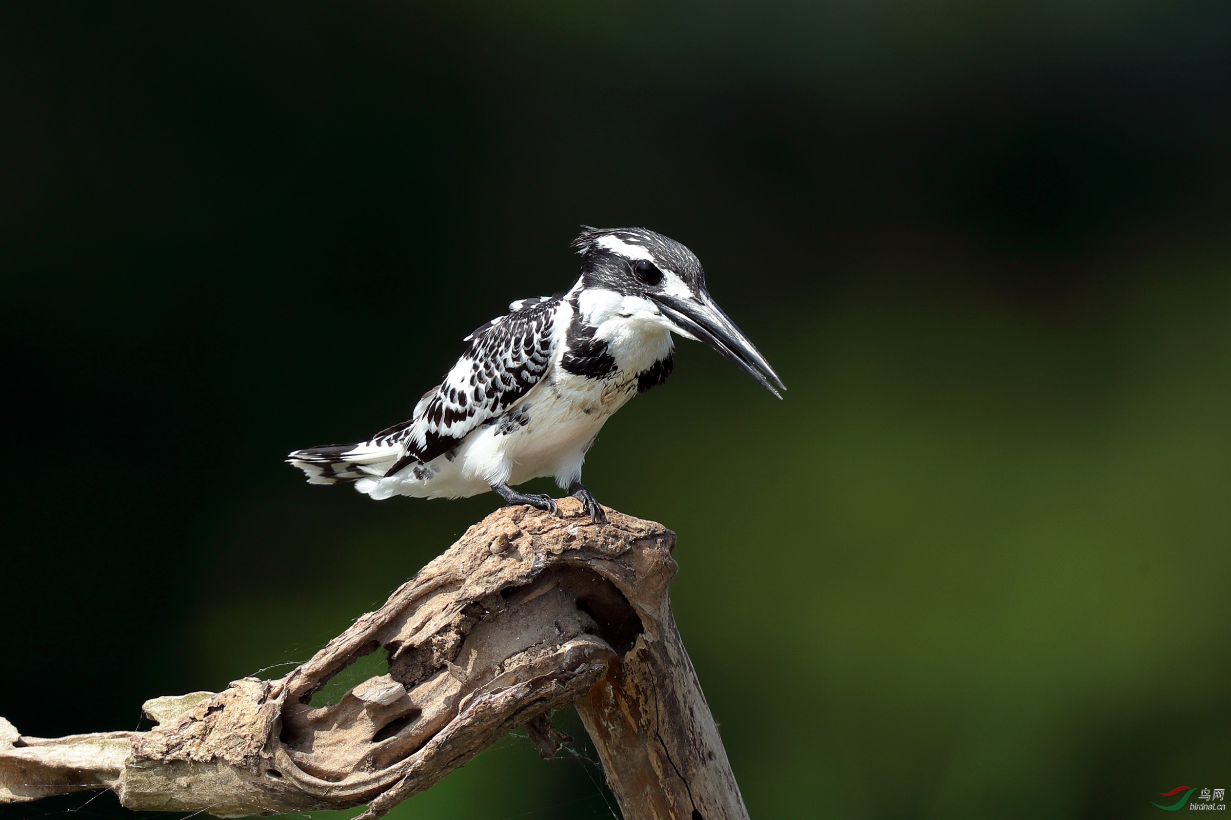 微笑—— 斑鱼狗
