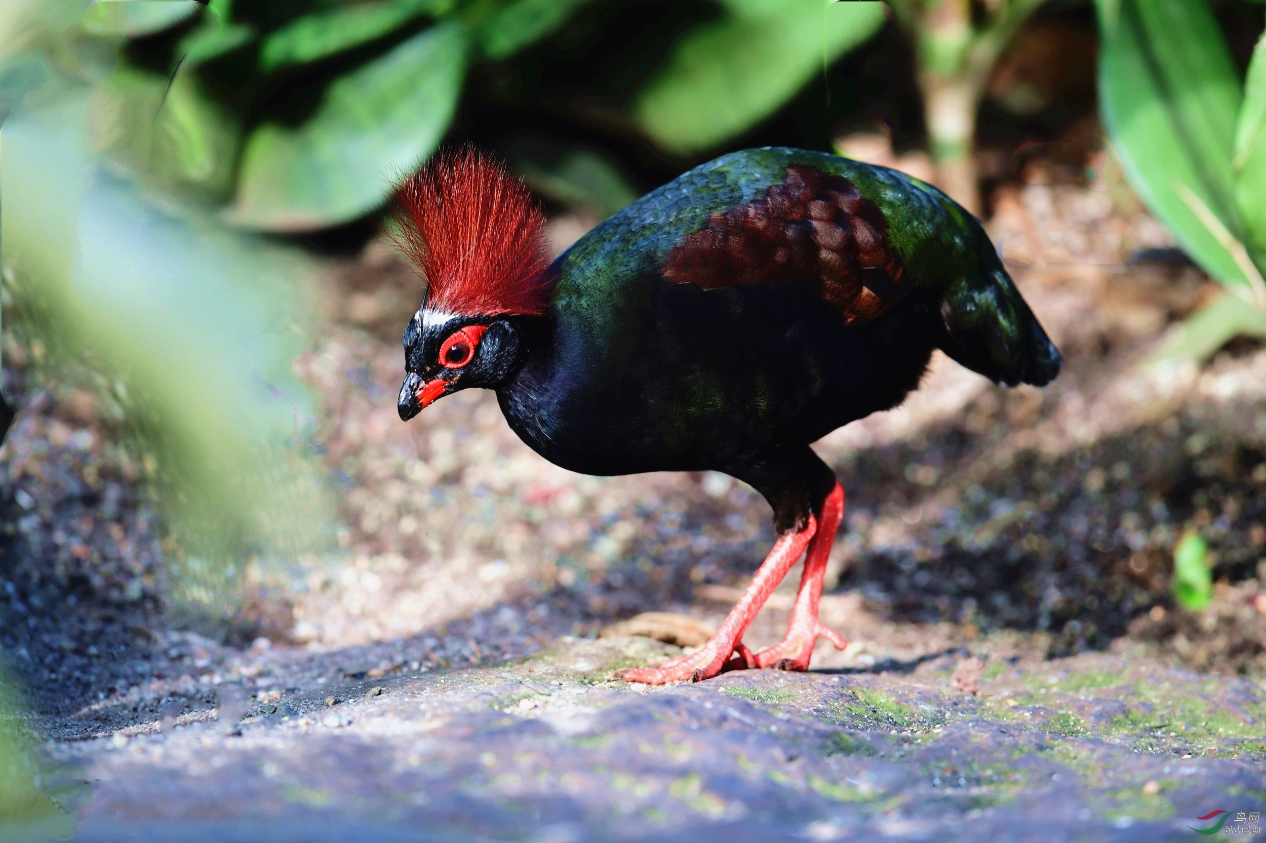 [林鸟] 【冕鹧鸪】-----贺荣获首页精华