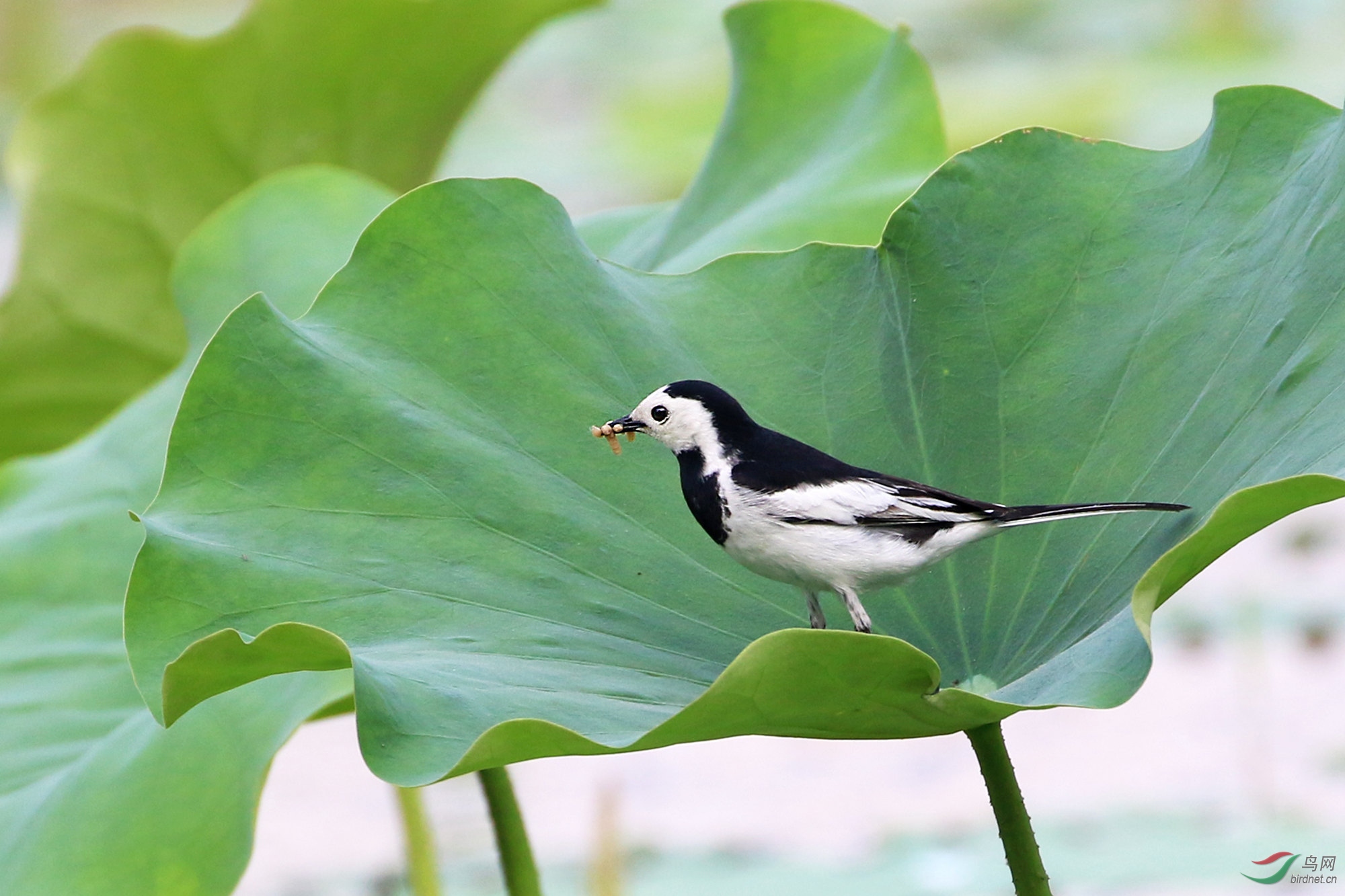 白鹡鸰3增砖添瓦