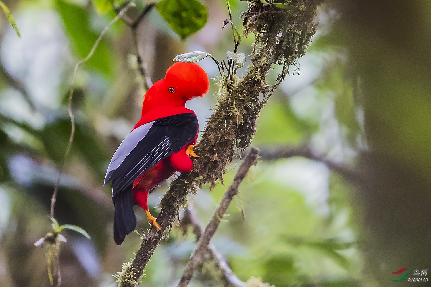 南美明星鸟《安第斯冠伞鸟》