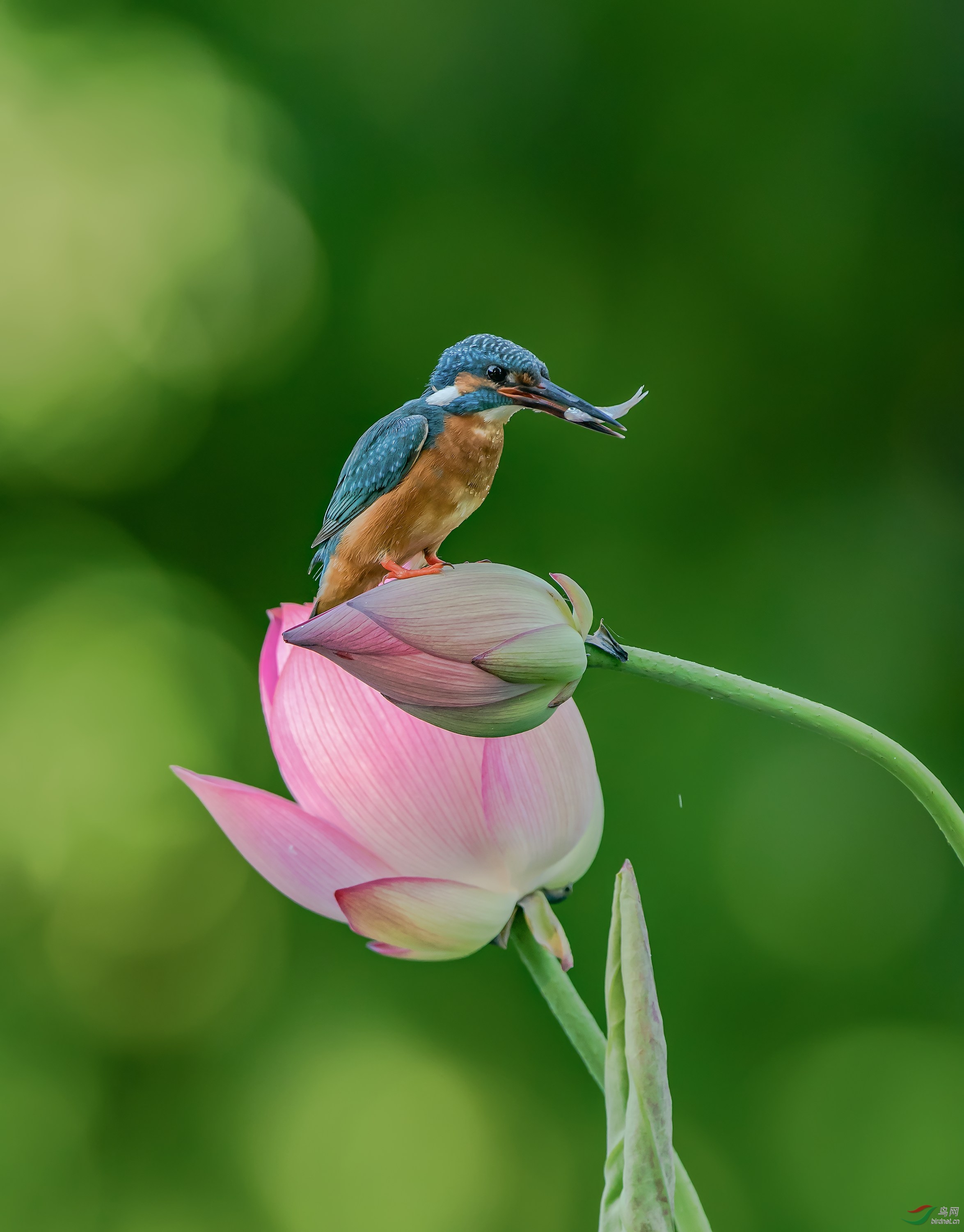 荷花翠鸟