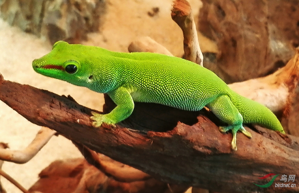 绿蜥蜴