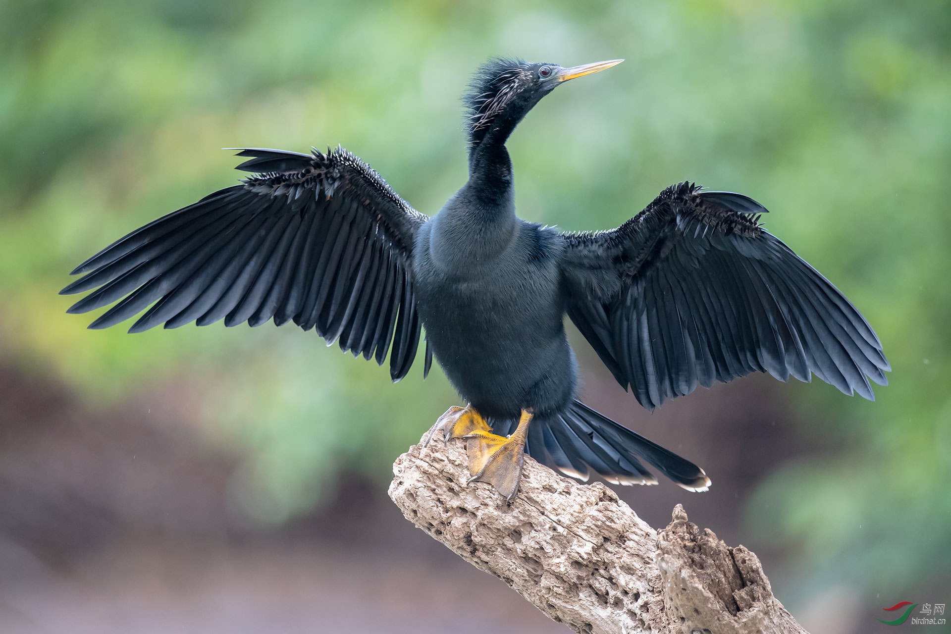 美洲蛇鹈(祝贺老师佳作荣获首页精华!
