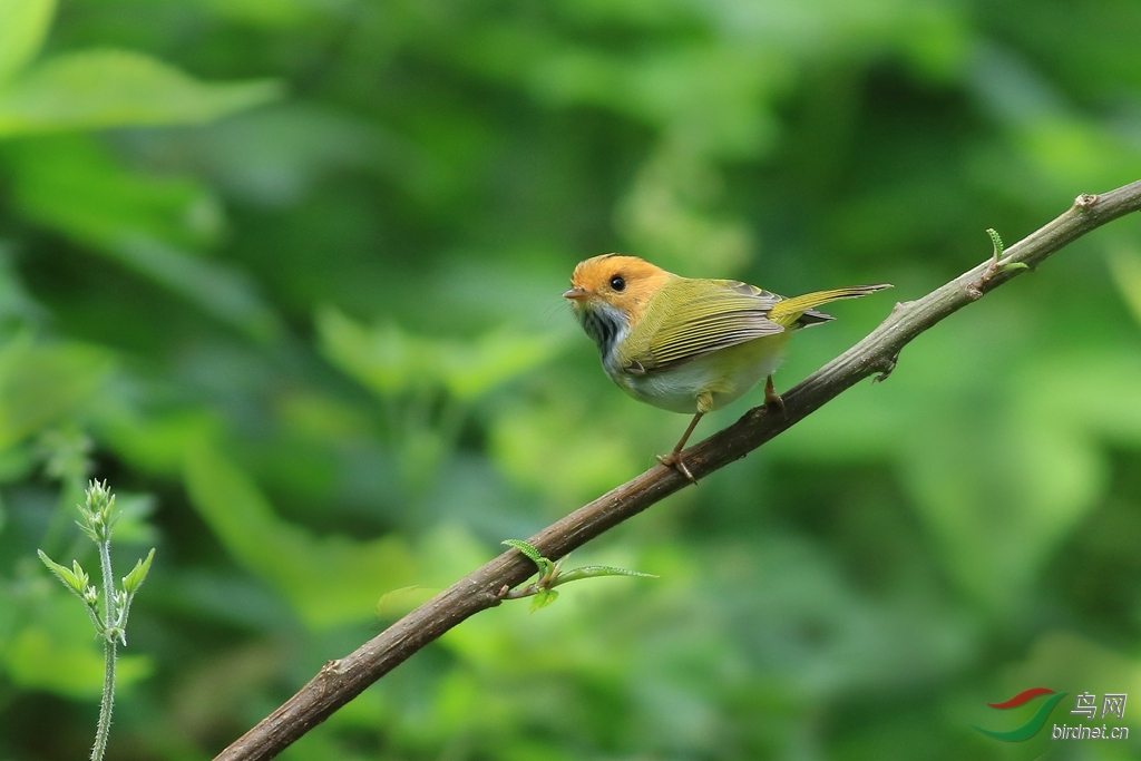 棕脸鹟莺(学名: seicercus albogularis)为鹟科鹟莺属的鸟类