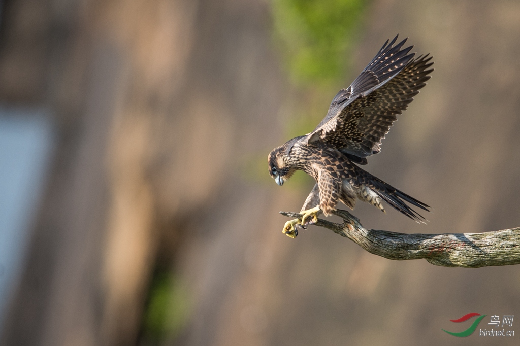 雏鹰【游隼】学飞