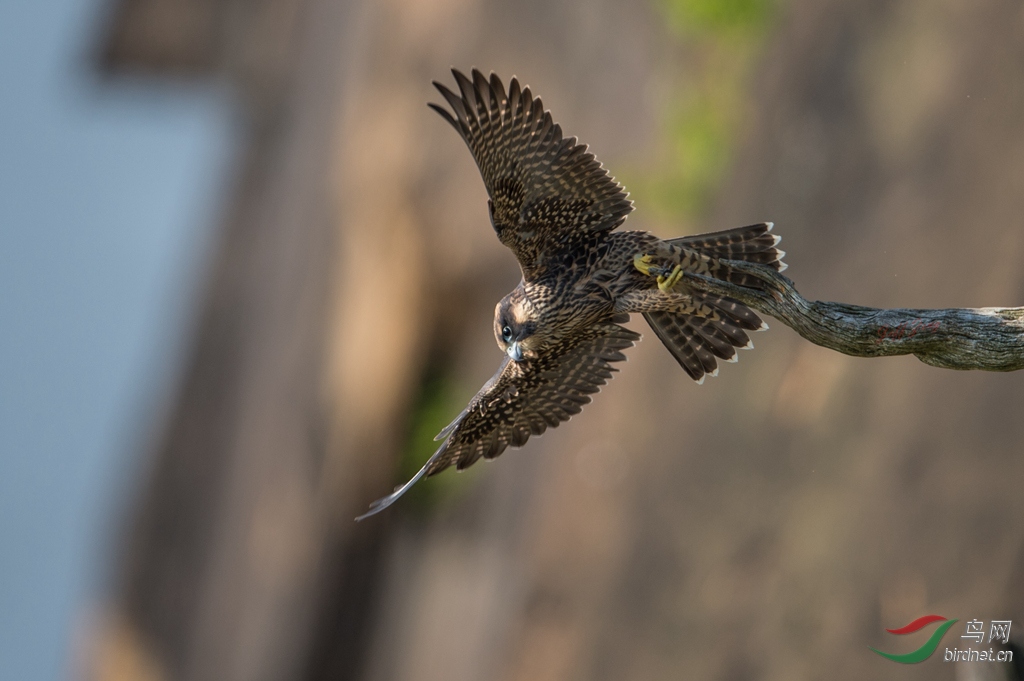 雏鹰【游隼】学飞
