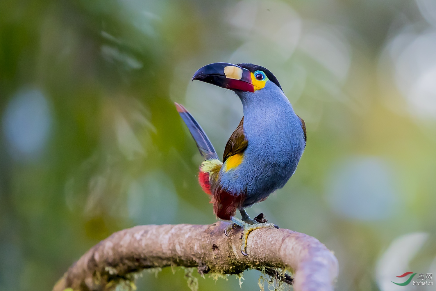 扁嘴山巨嘴鸟(祝贺荣获首页精华)