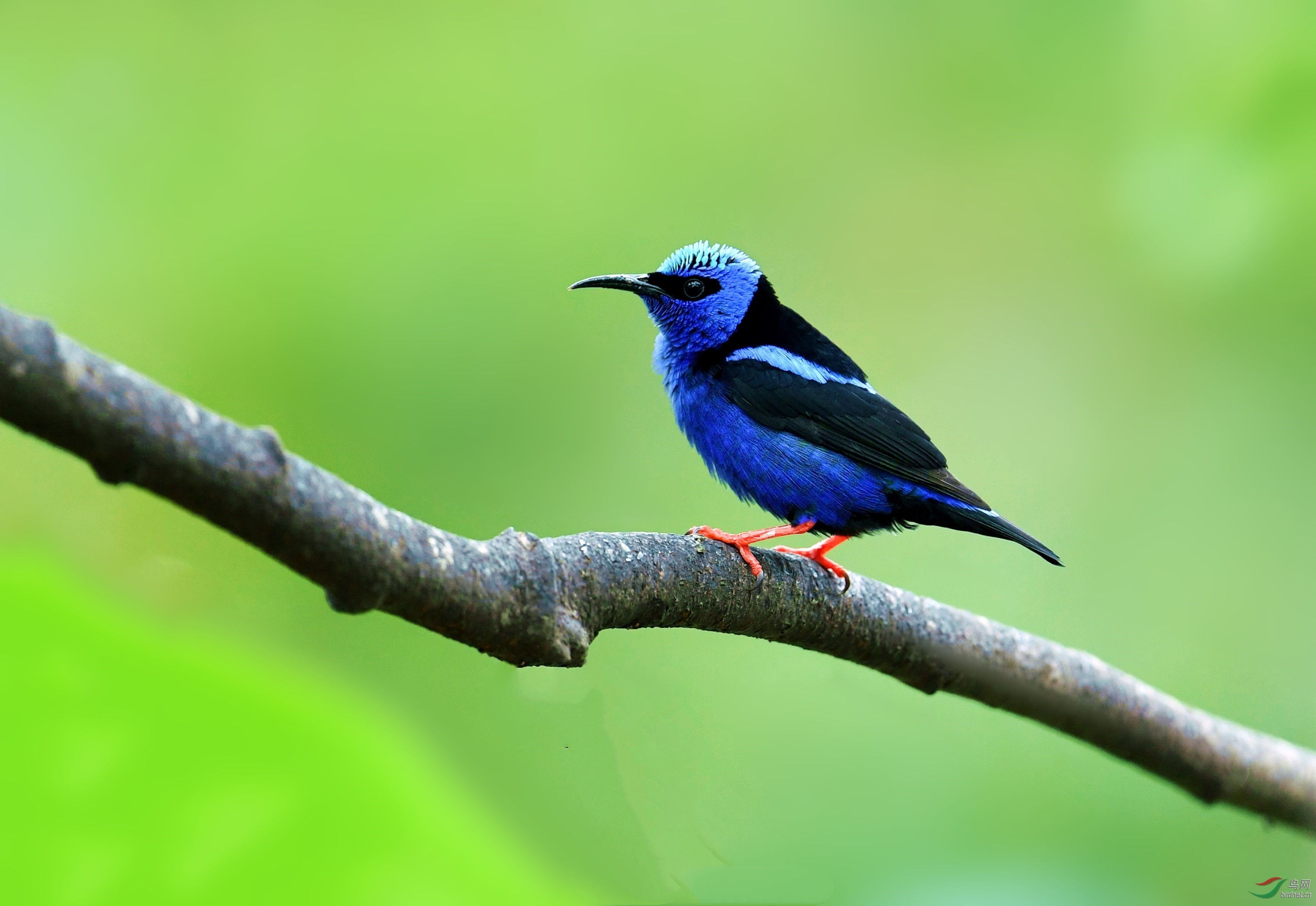 【红脚旋蜜雀】------贺荣获首页精华