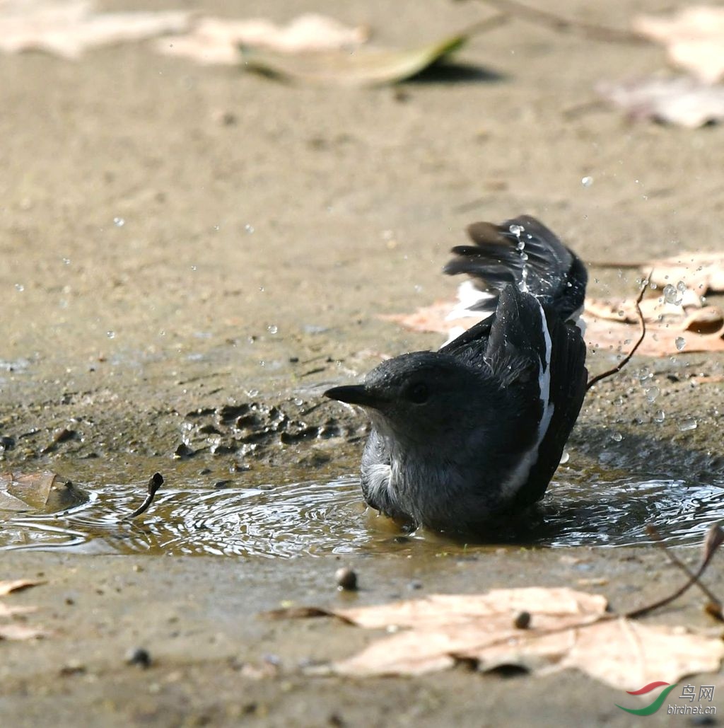 鹊鸲这点水也沐浴