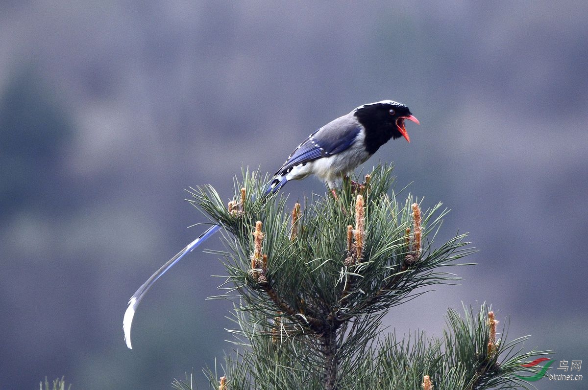 红嘴兰鸦鹊很霸道的鹊
