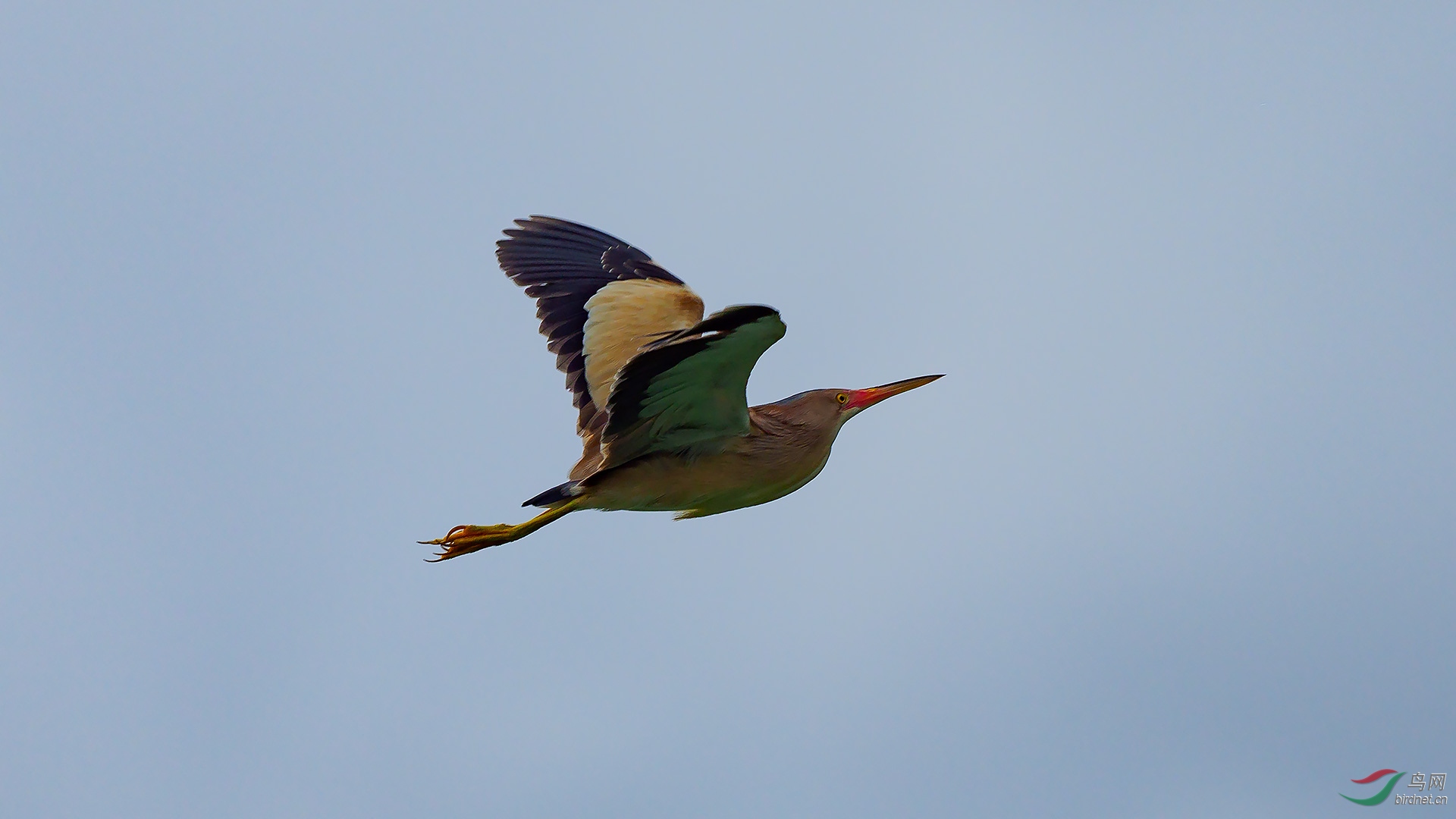 P7145453-ac.jpg